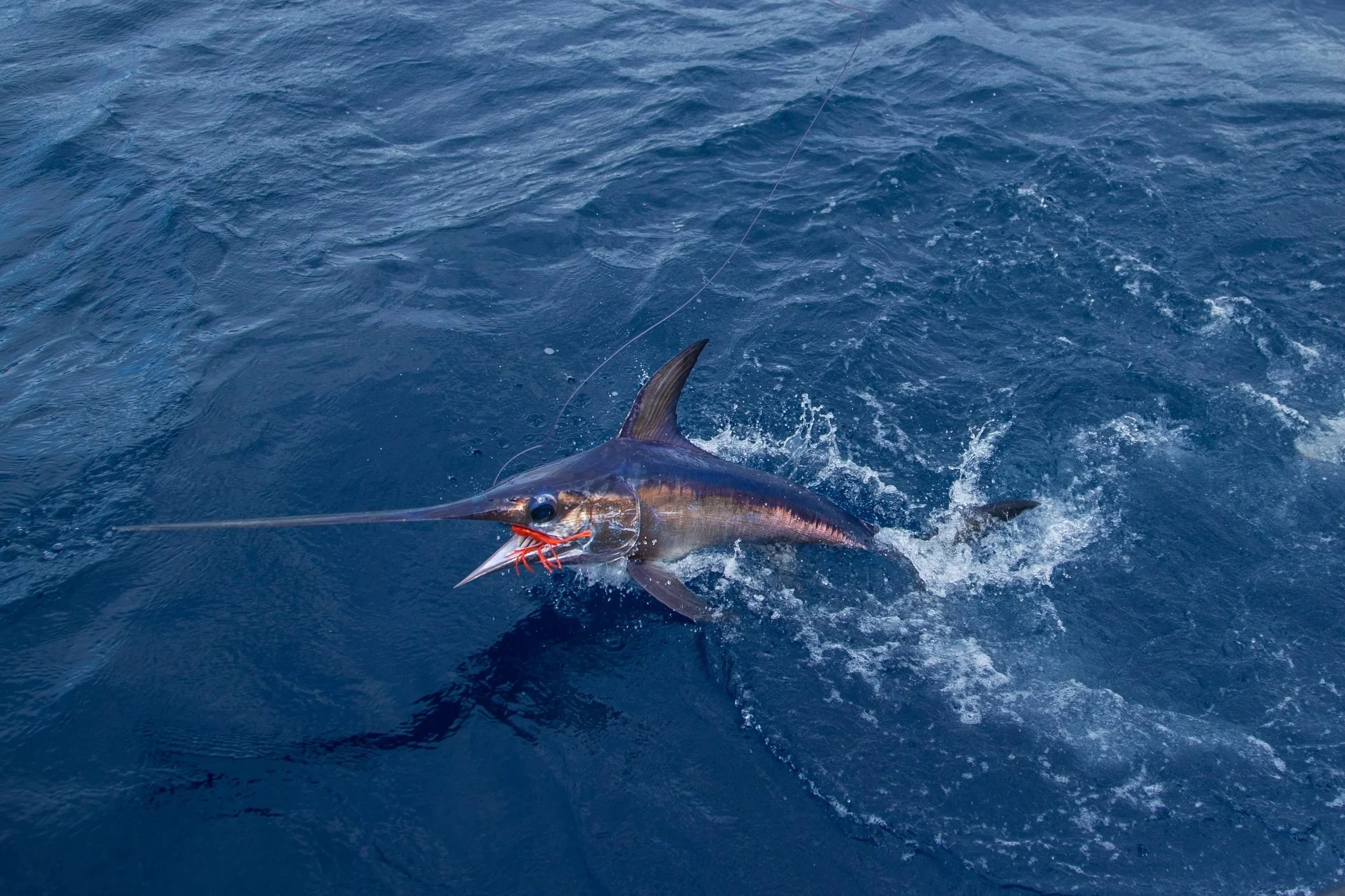 Sport Fish