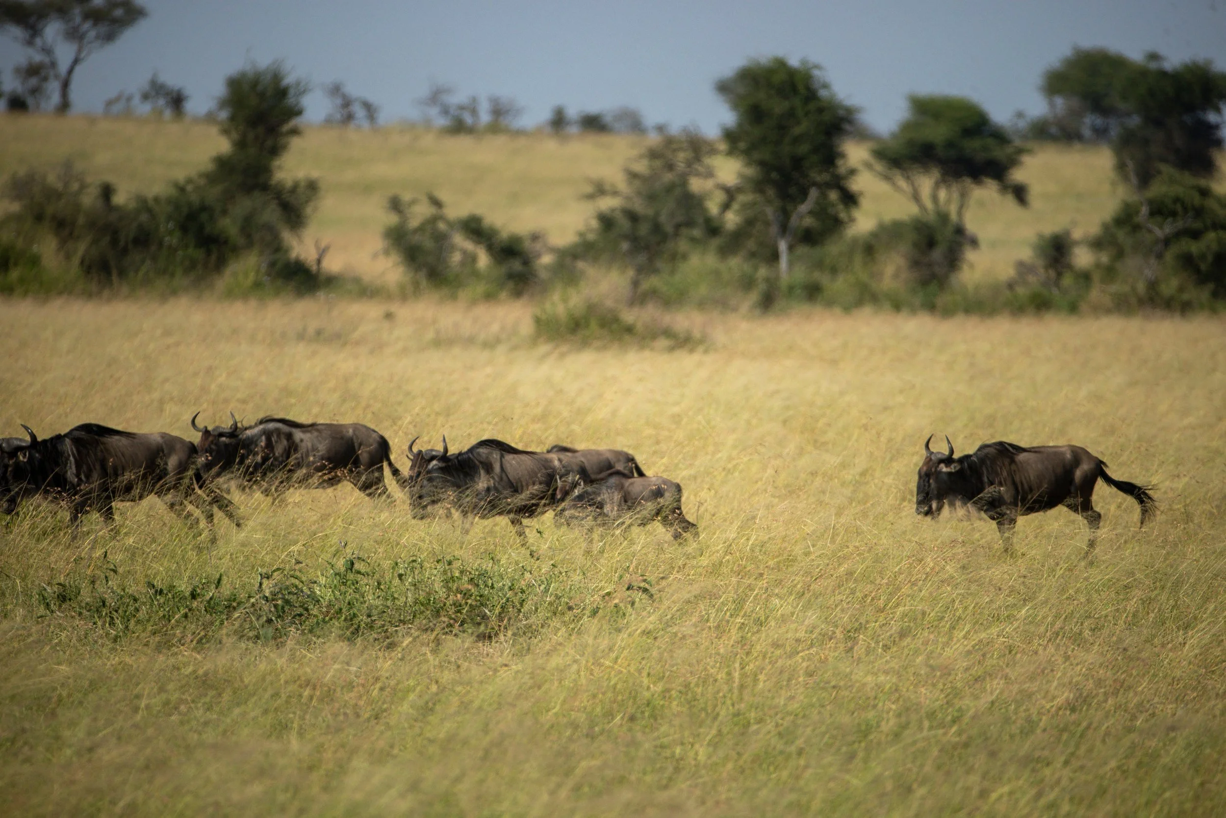Wildebeest crossing the grassland, Serengeti