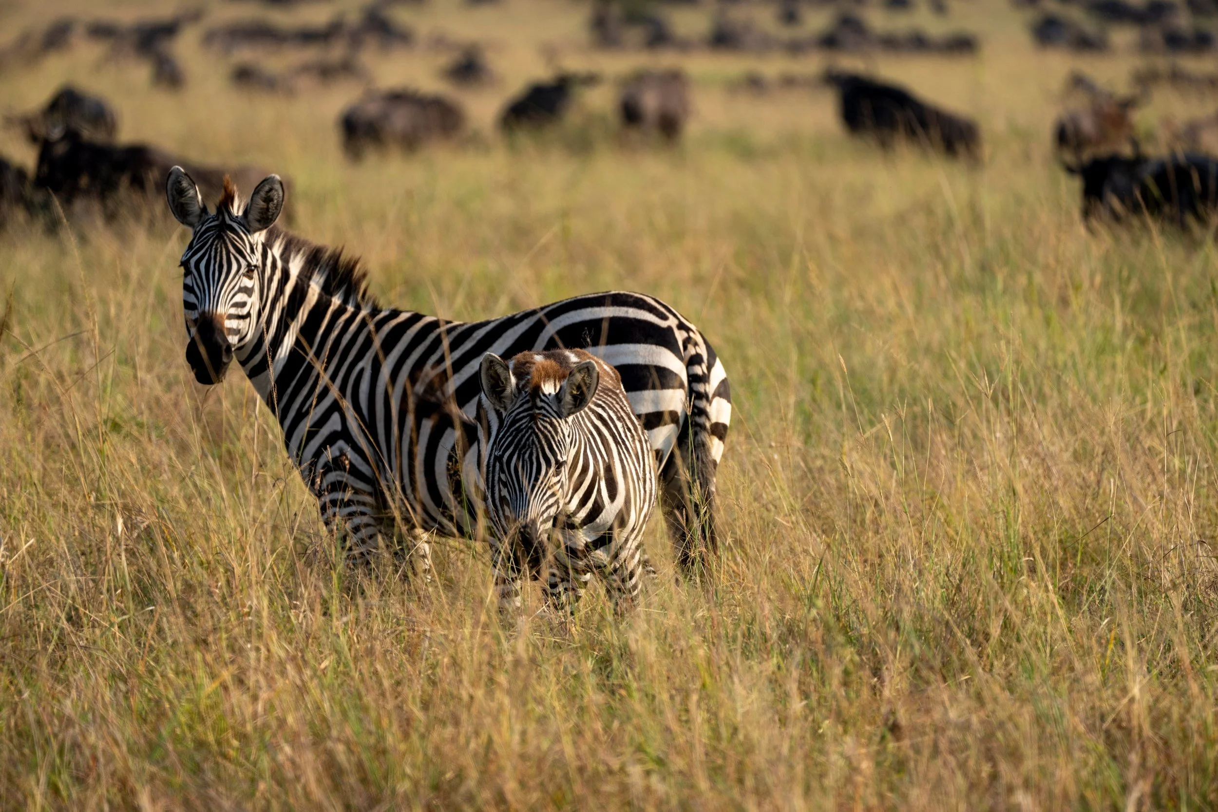 Zebra in the grass ahead of the herds, Serengeti