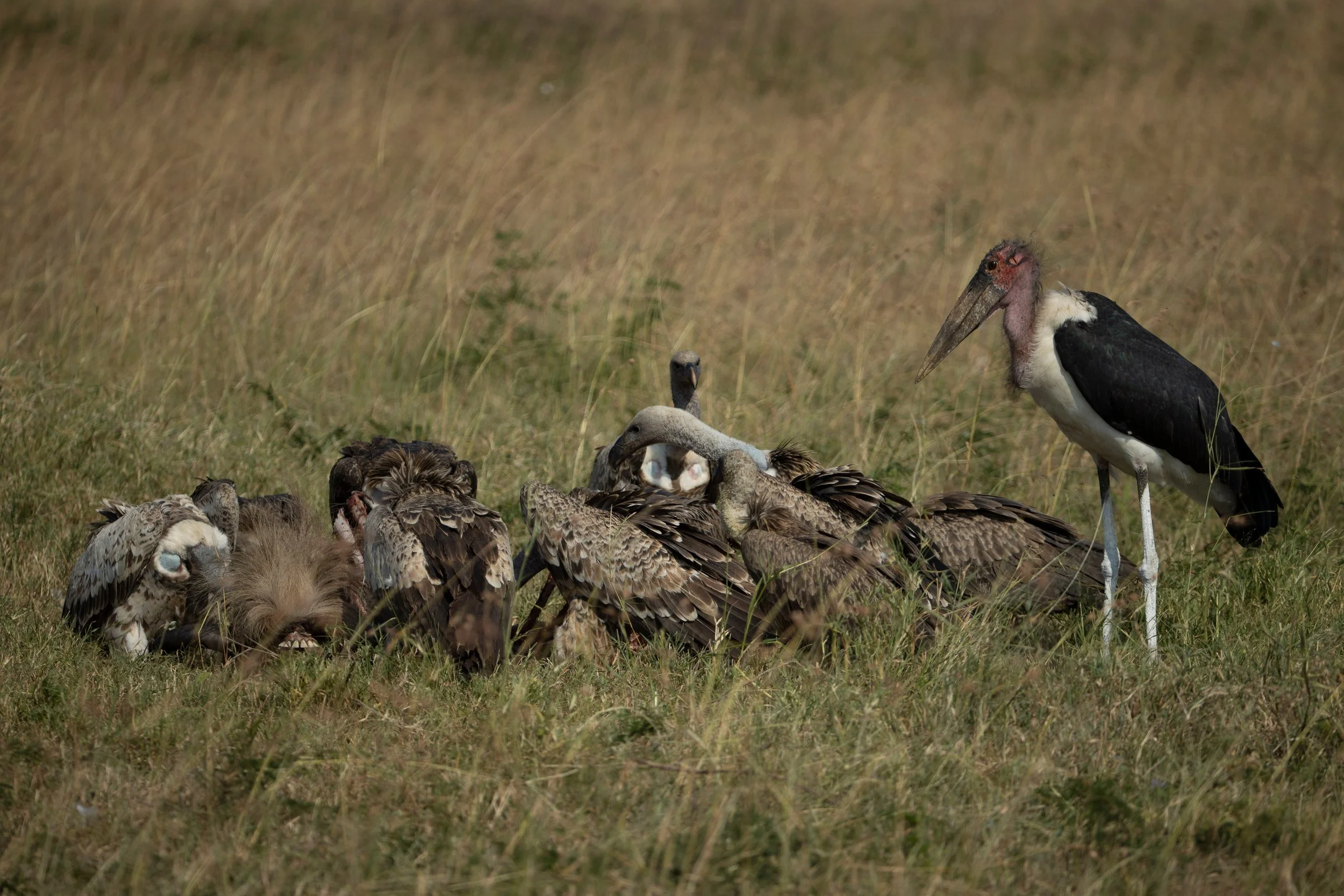Marabou stork and vultures at a carcass, Serengeti