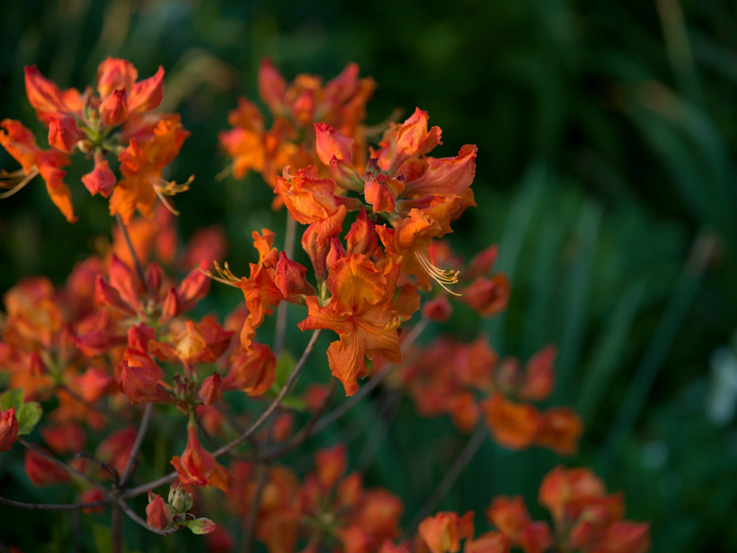 Orange azalea branches