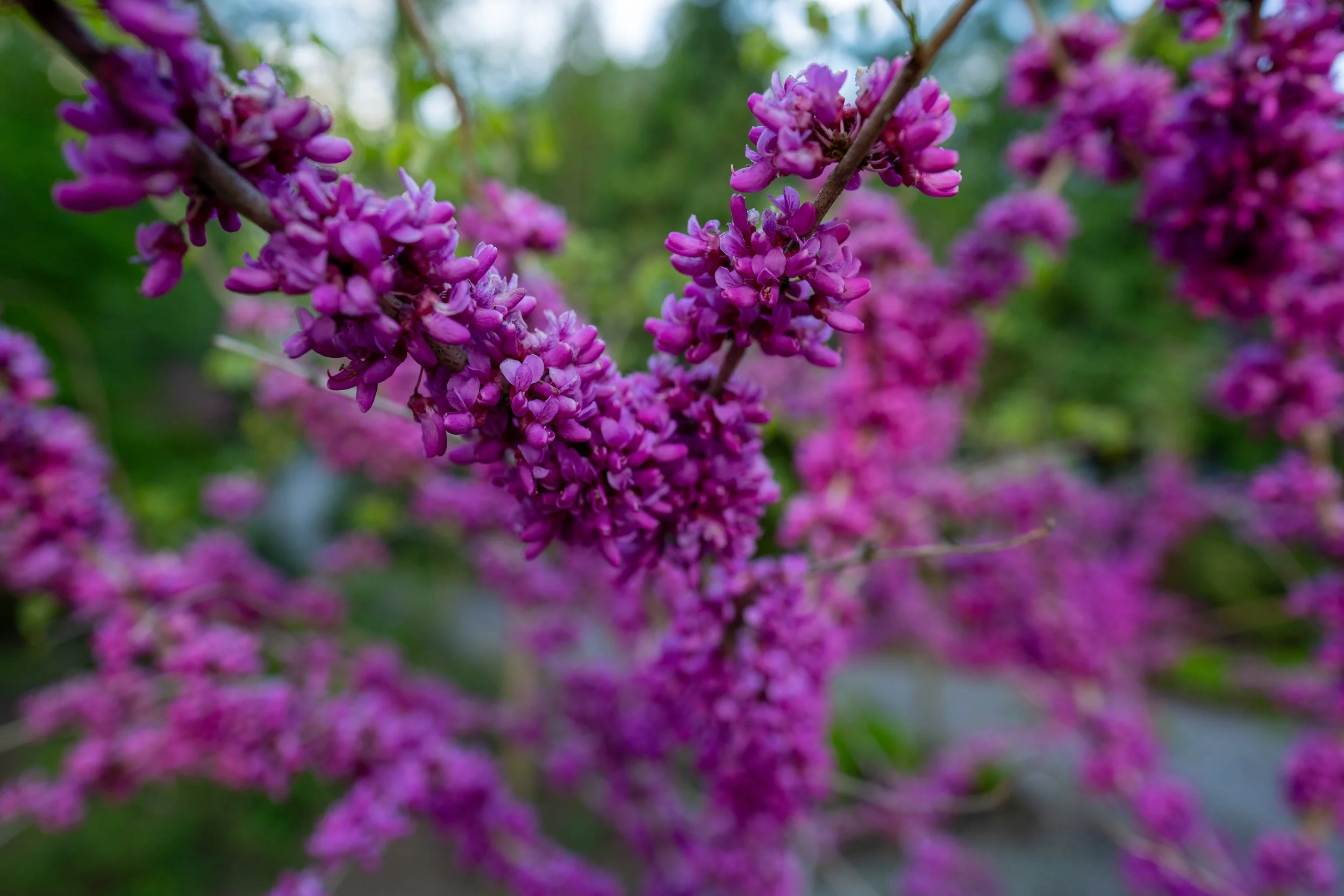 DSC01717.jpg