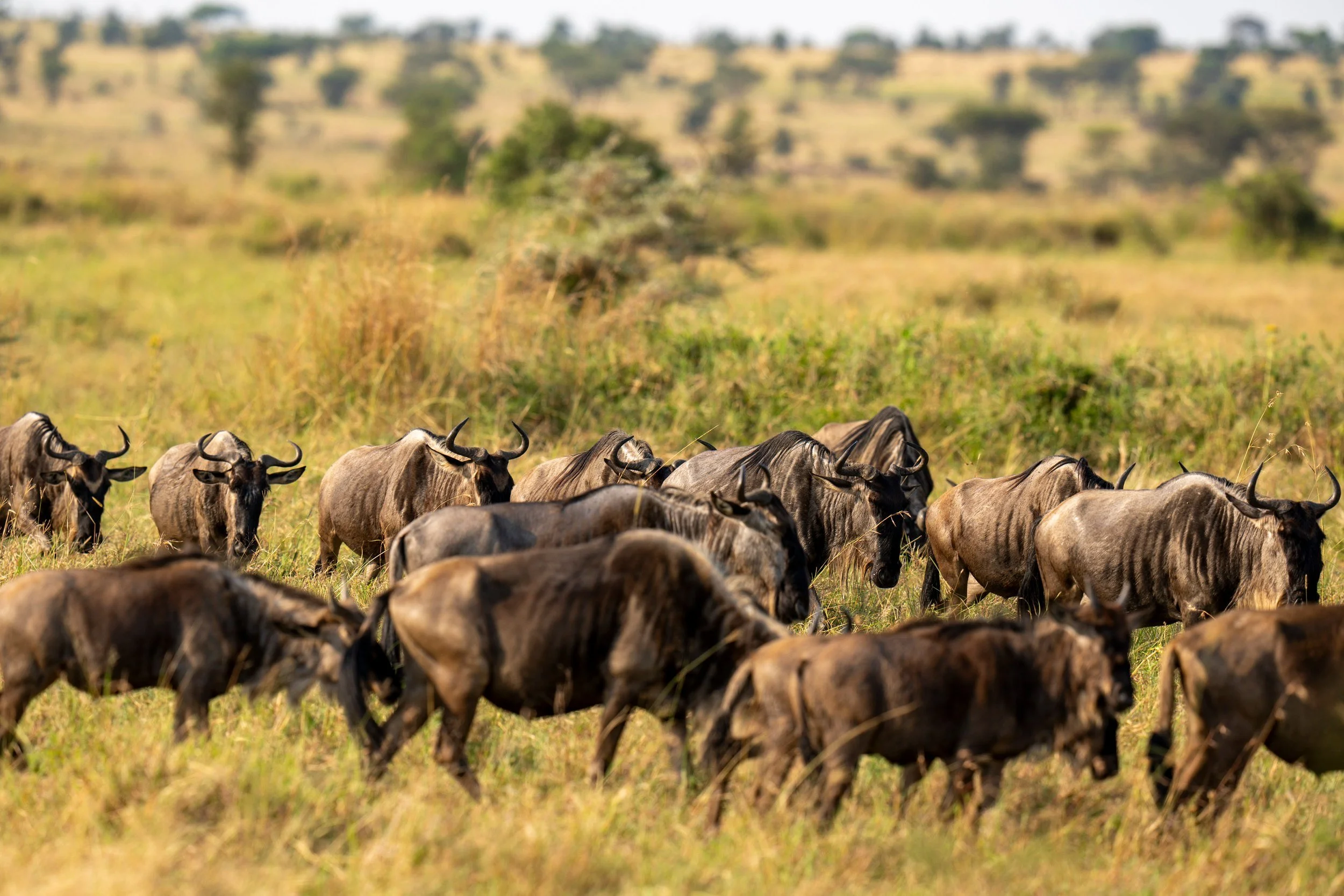 Wildebeest herd on the move, Serengeti