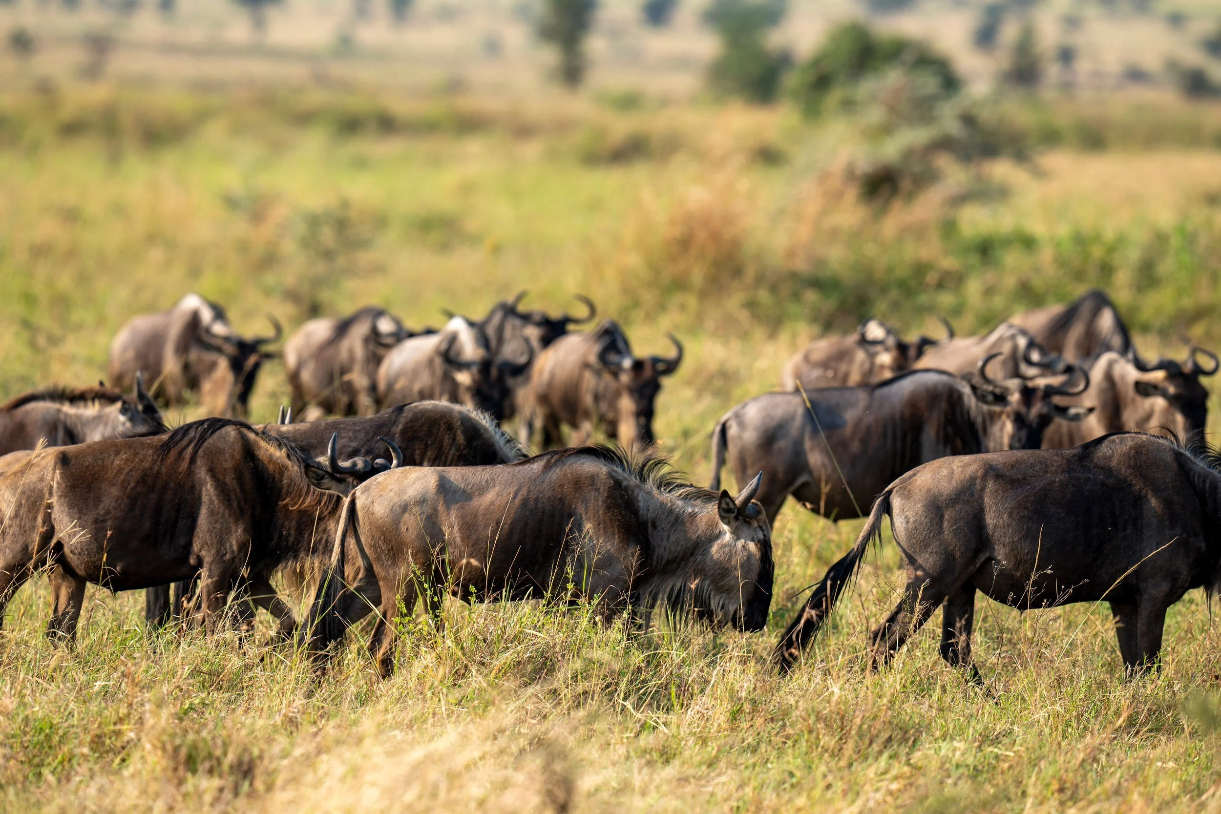 Wildebeest streaming across the grass, Serengeti