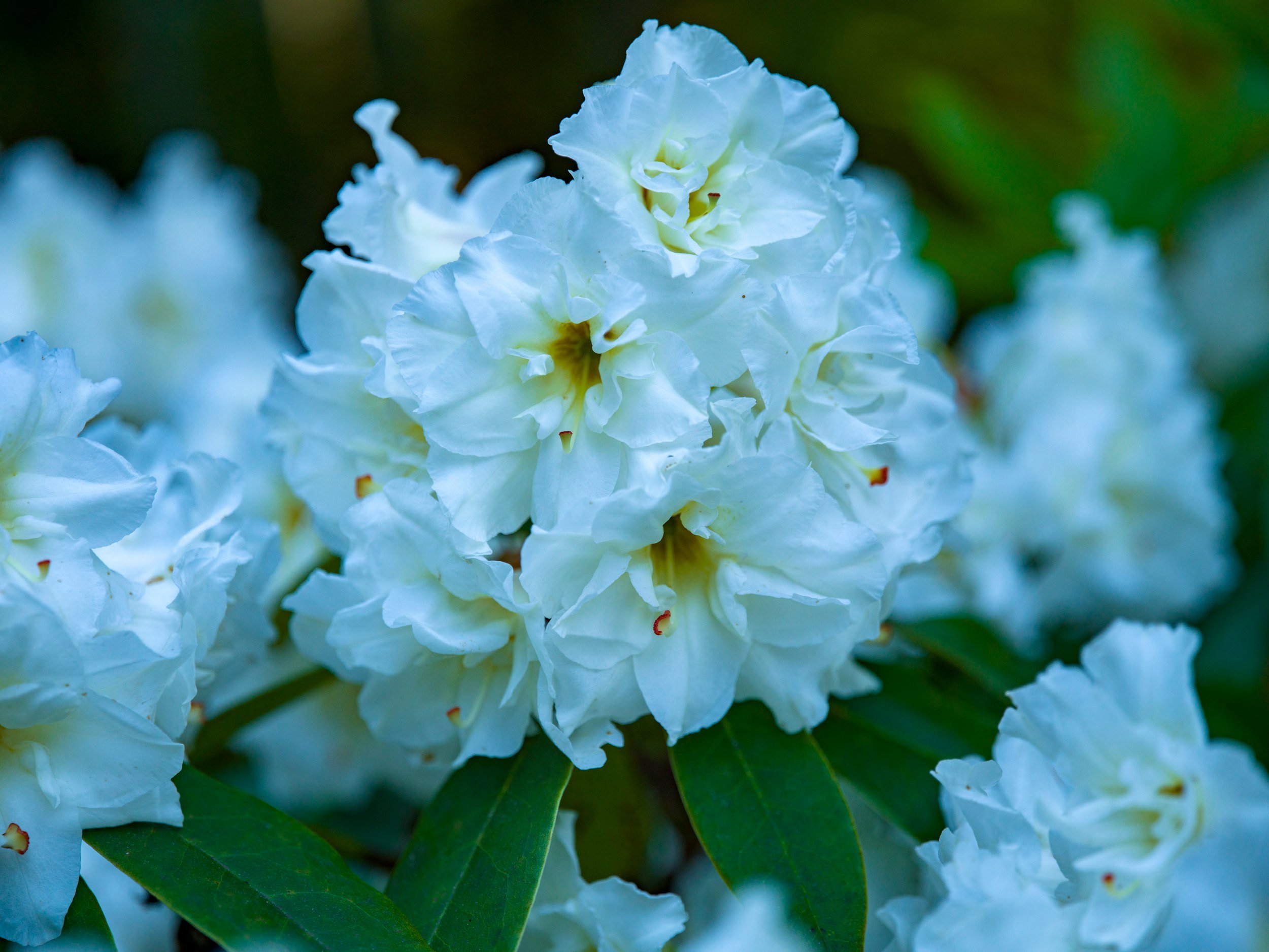 White azalea blossoms in sun