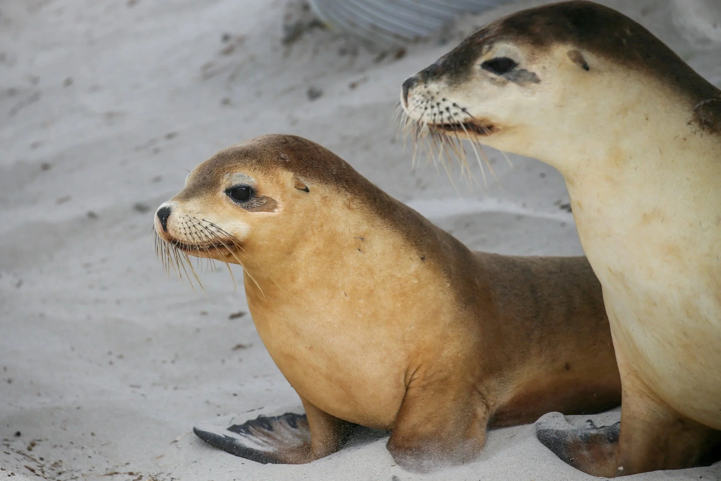 Seals & Sea Lions
