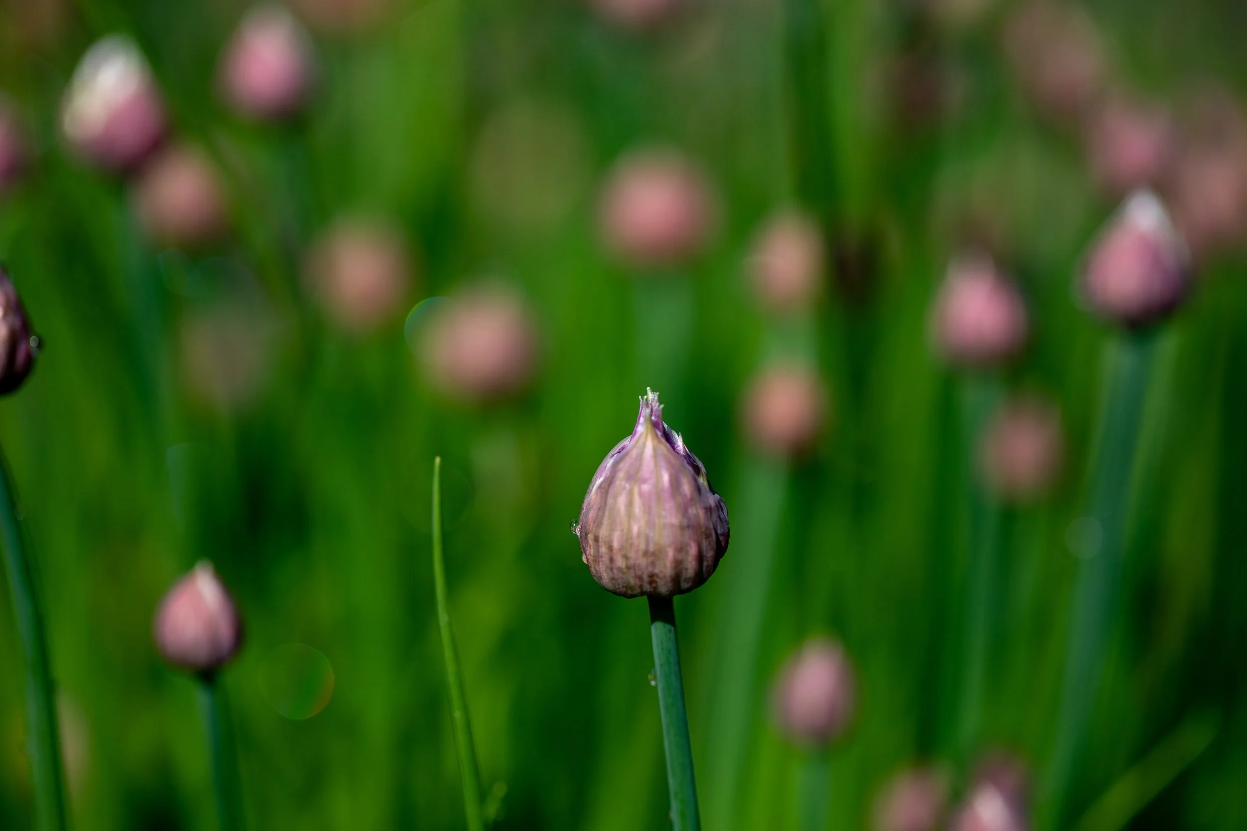 A13A9992.jpg