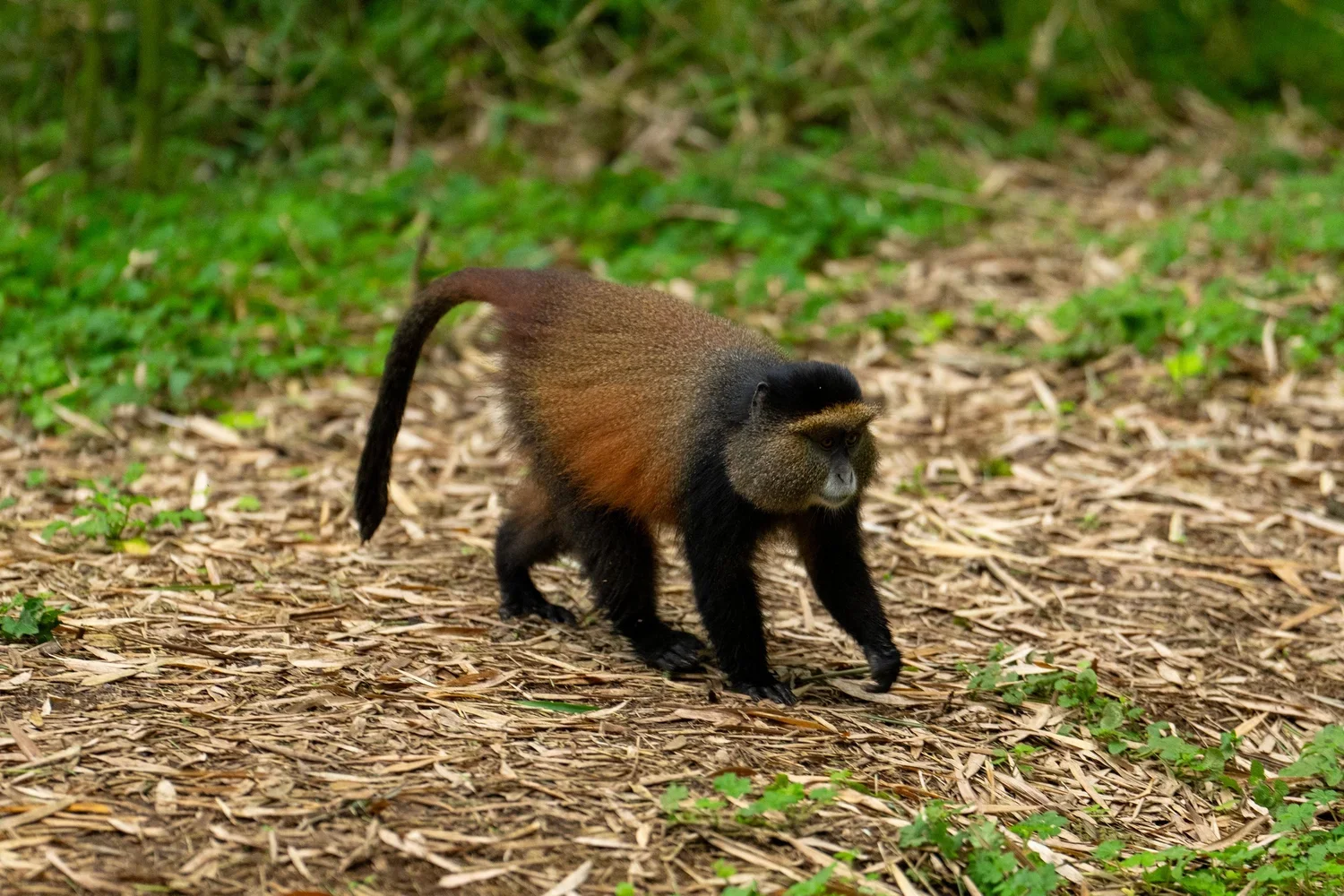 Baboons & Monkeys
