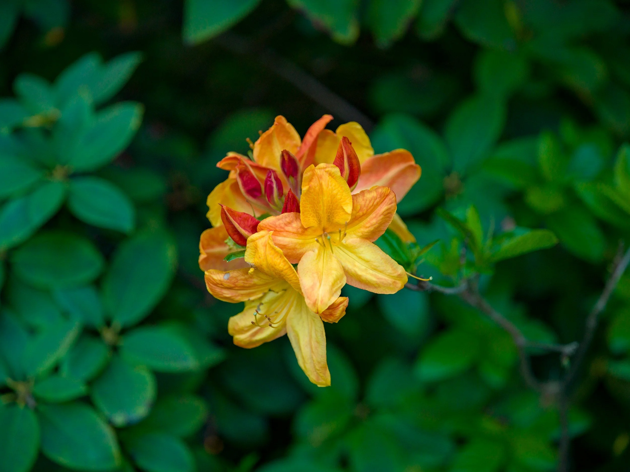 Orange and yellow azalea cluster