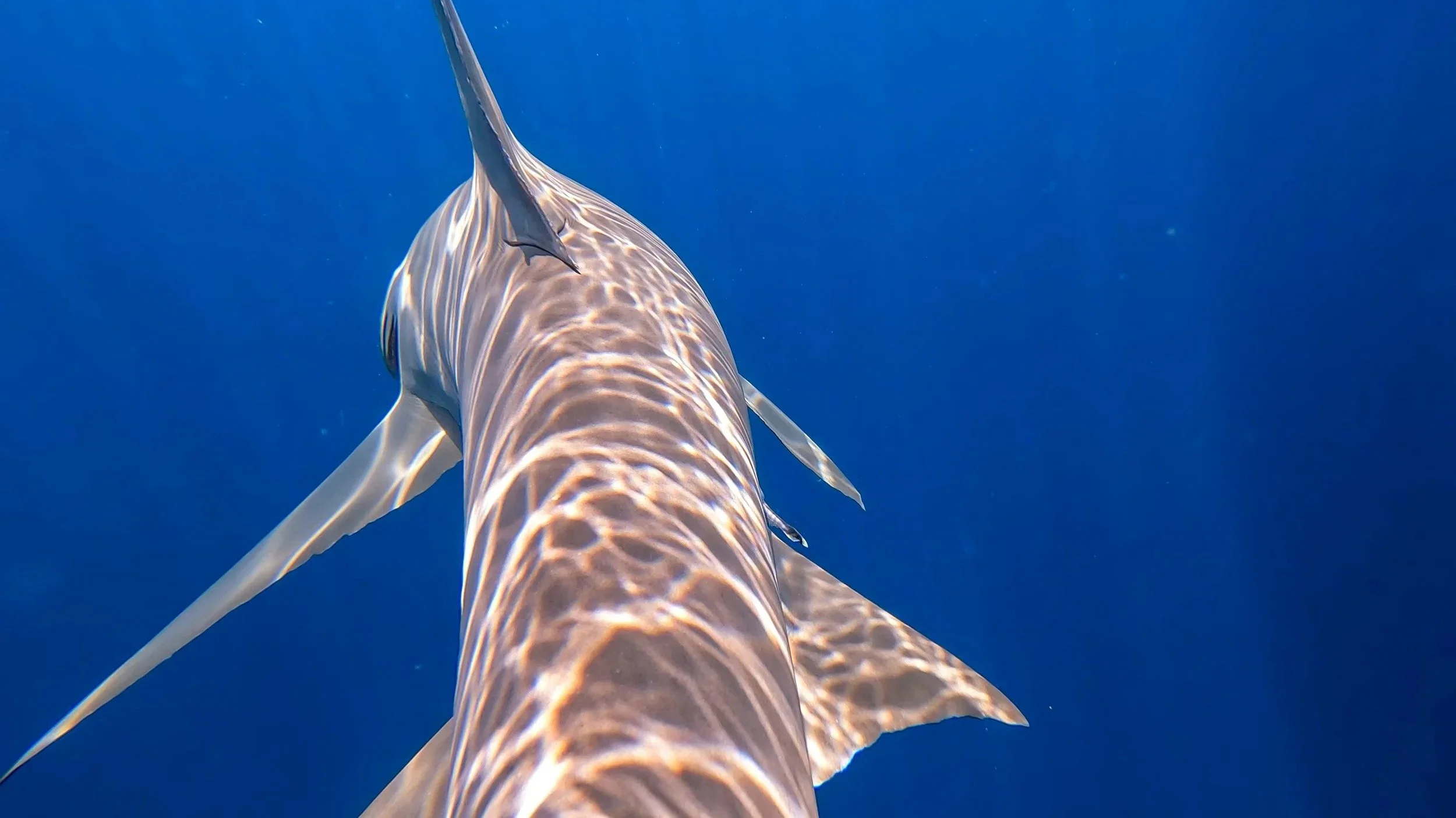 Sharks