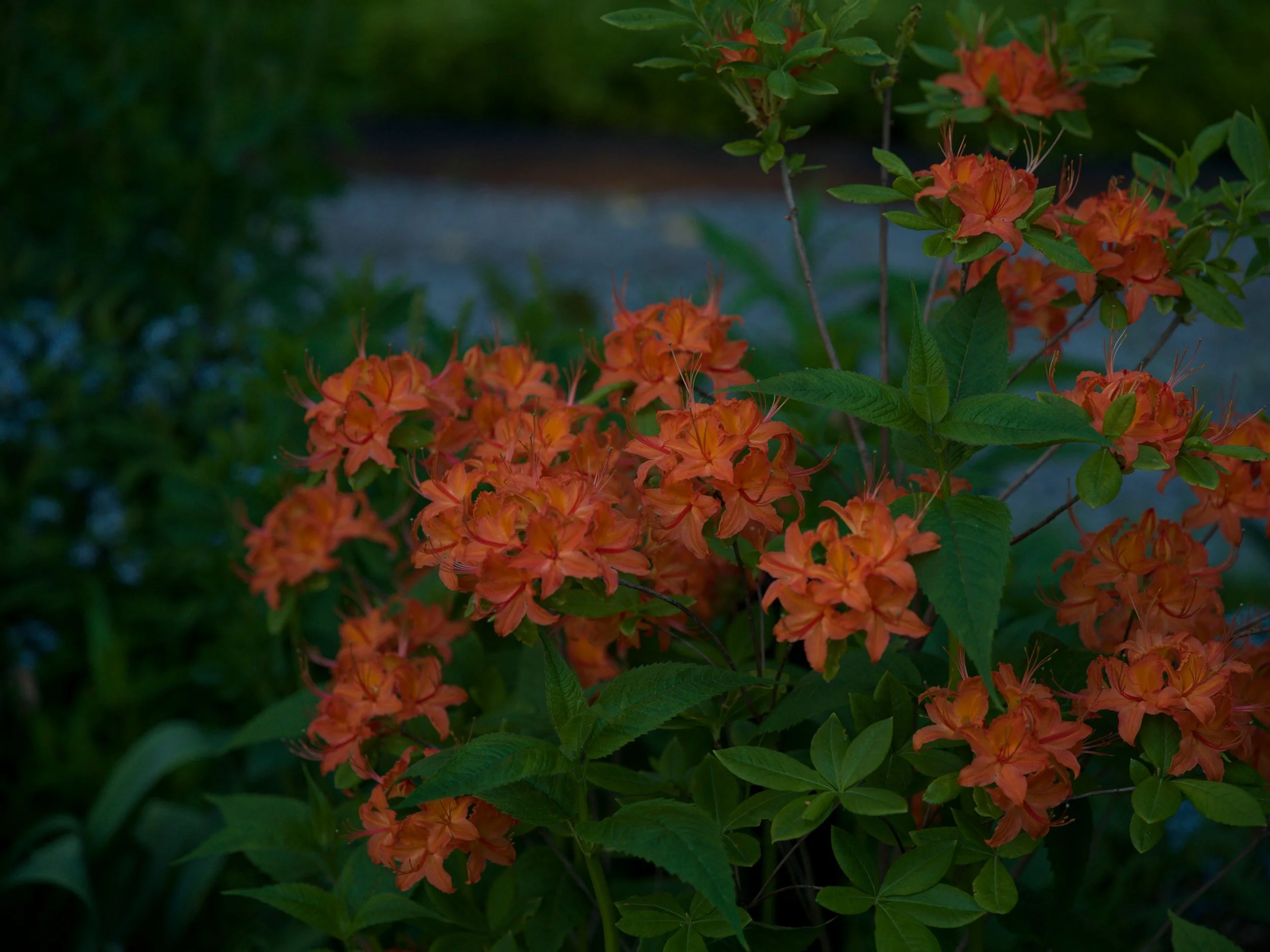 Orange azaleas in the border