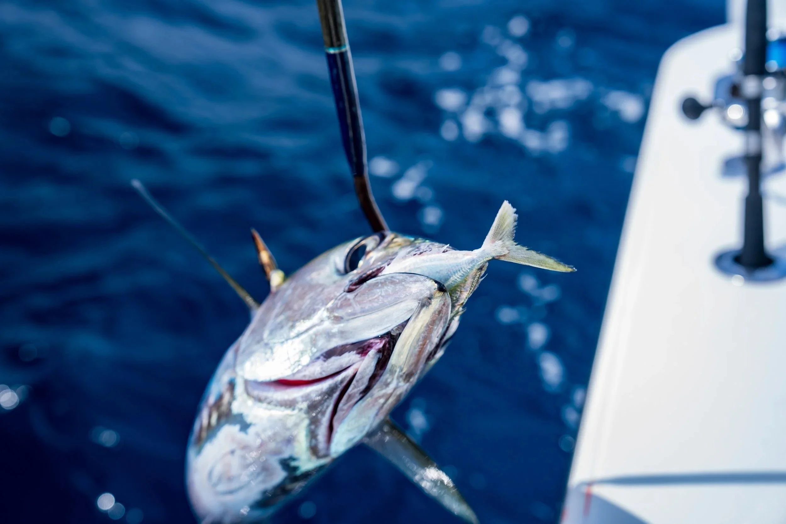Tuna