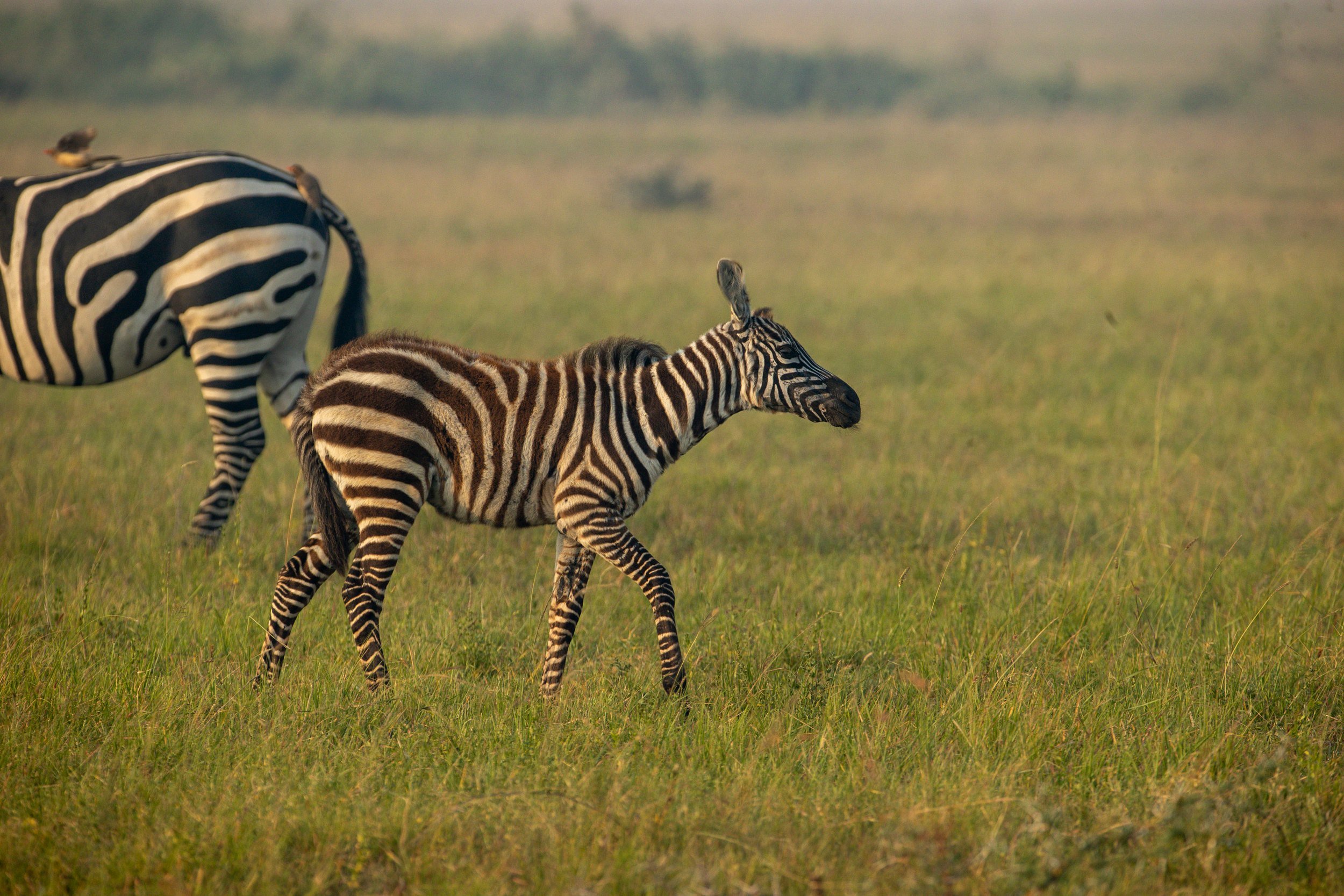 Zebras on the open plain, Serengeti