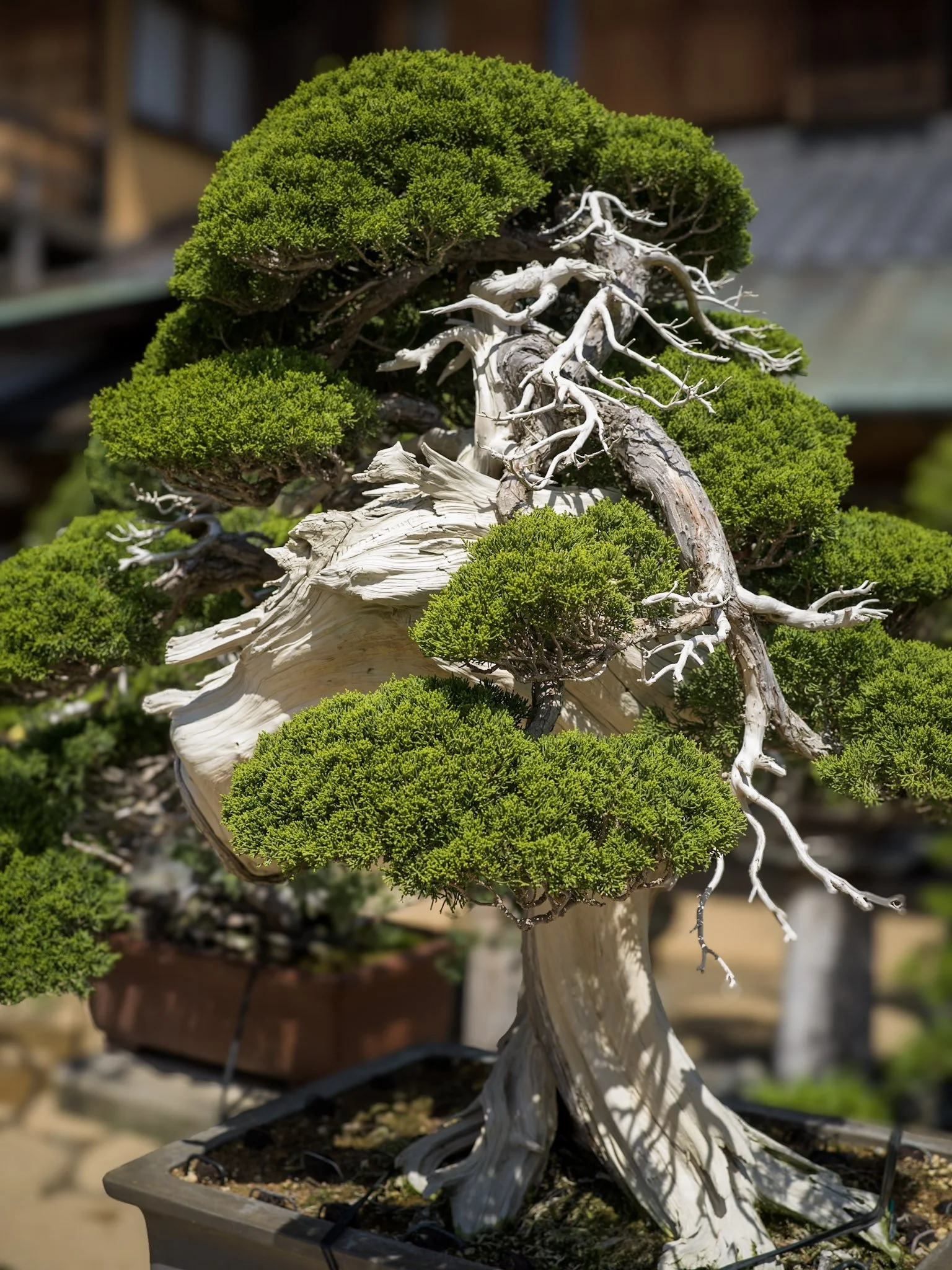 jp-e80ee9b73ab9.jpg