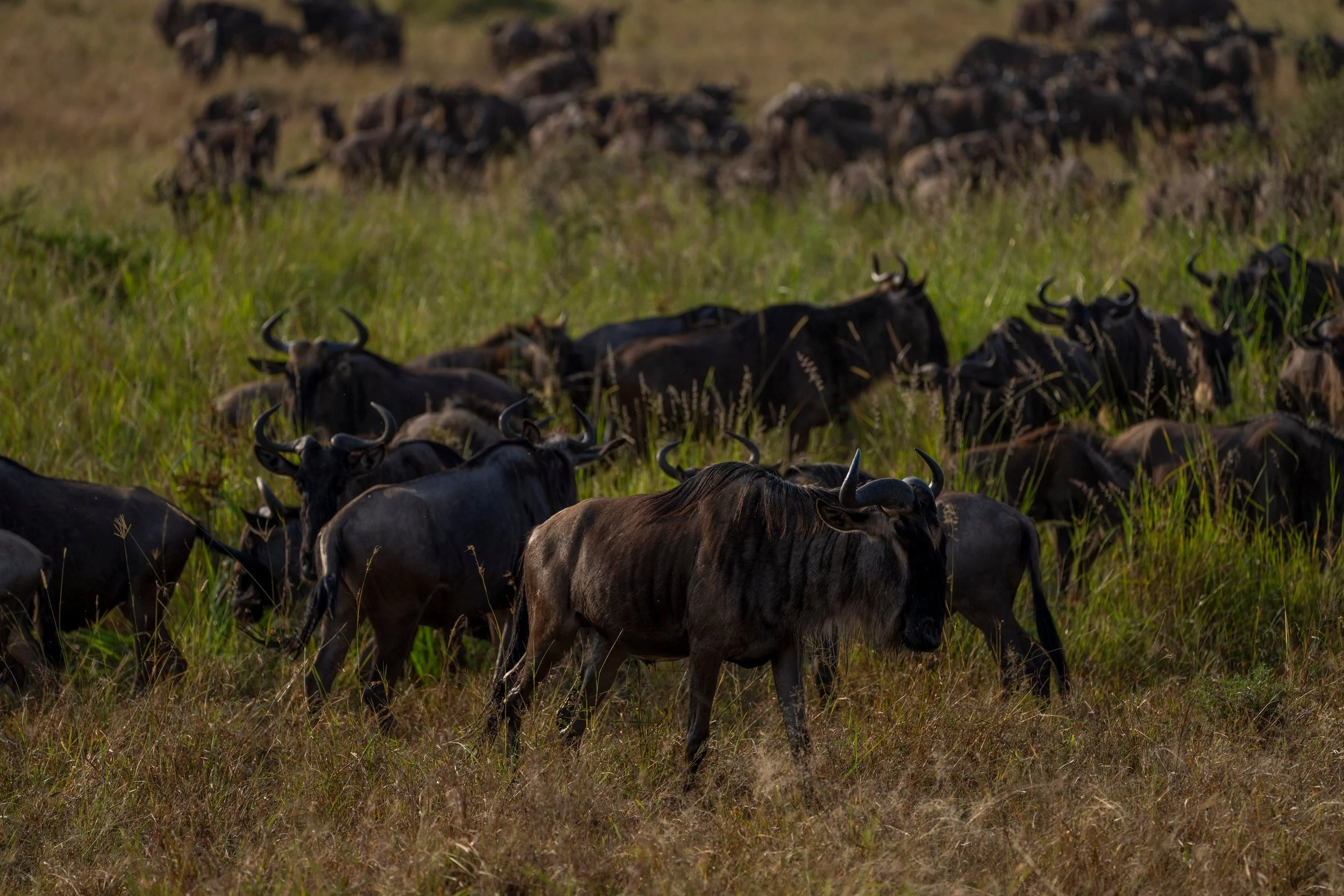 Wildebeest herd in the grass, Serengeti