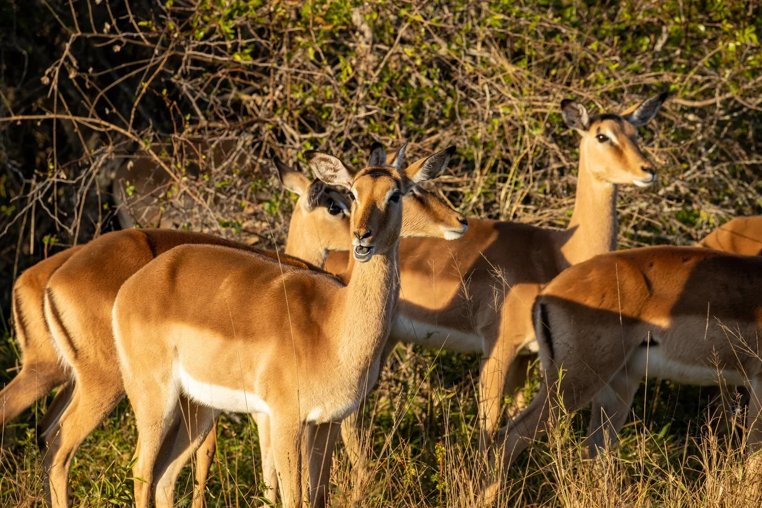 Antelope