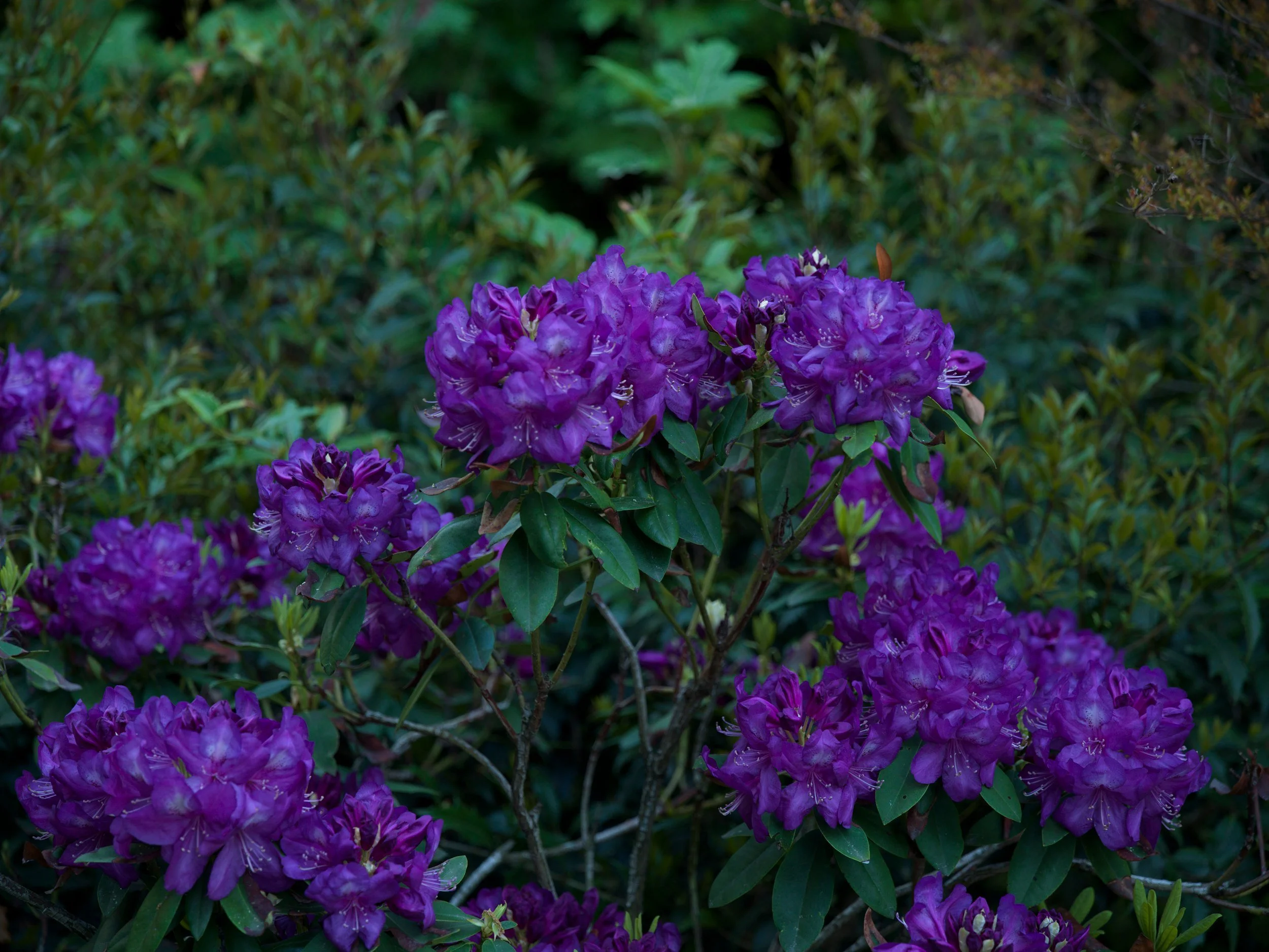 Purple rhododendrons in a mass