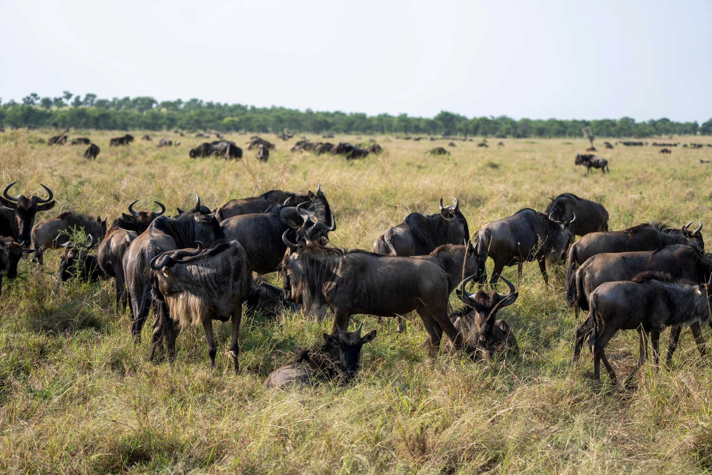 Herds under a pale sky, Serengeti