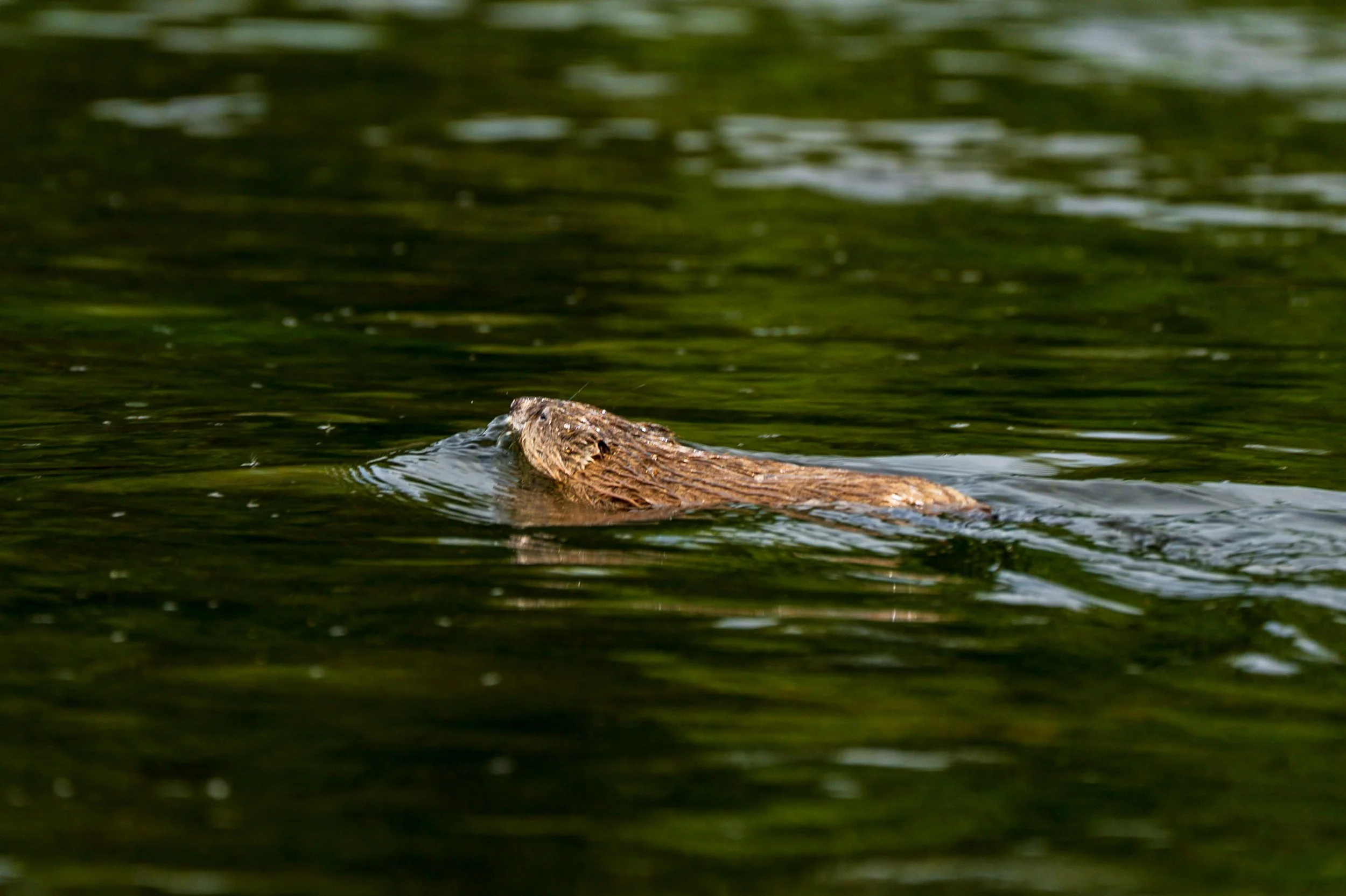 Beaver swimming across the river, Montana
