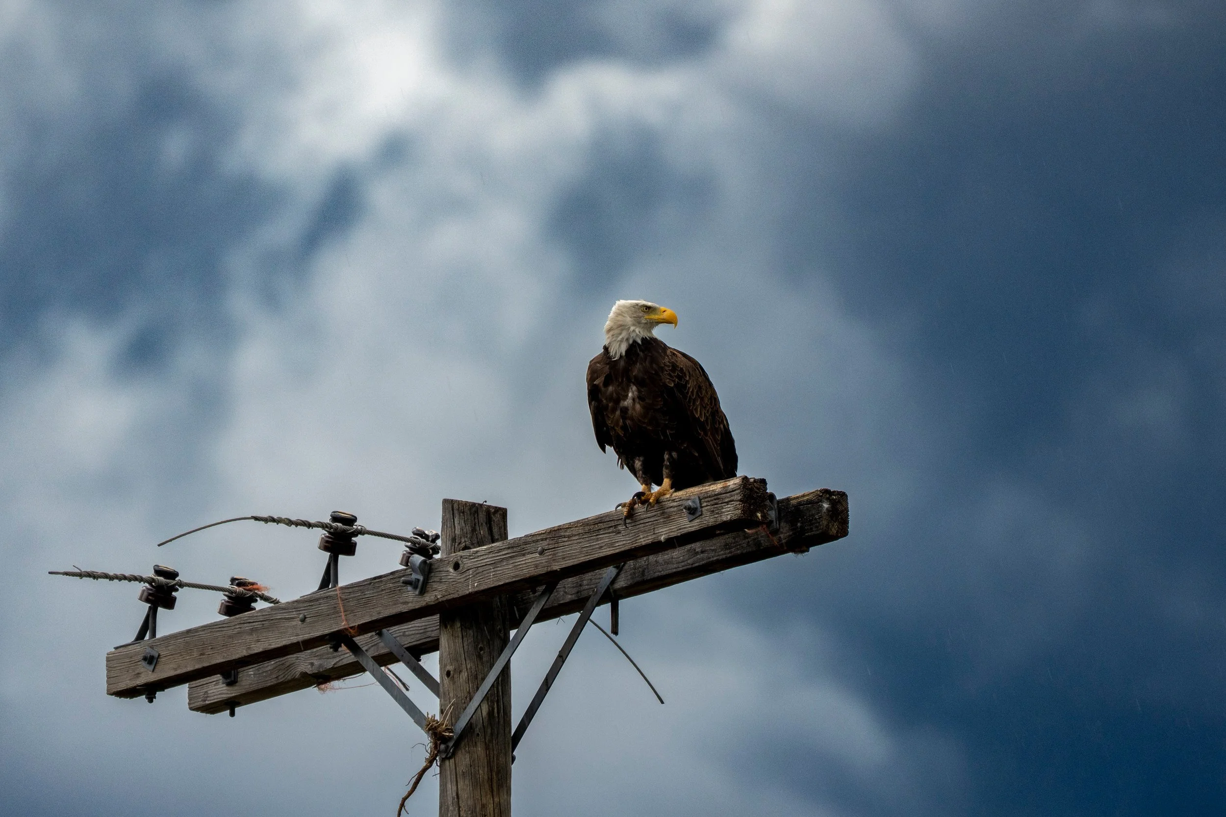 Bald eagle perched on a power pole, Montana