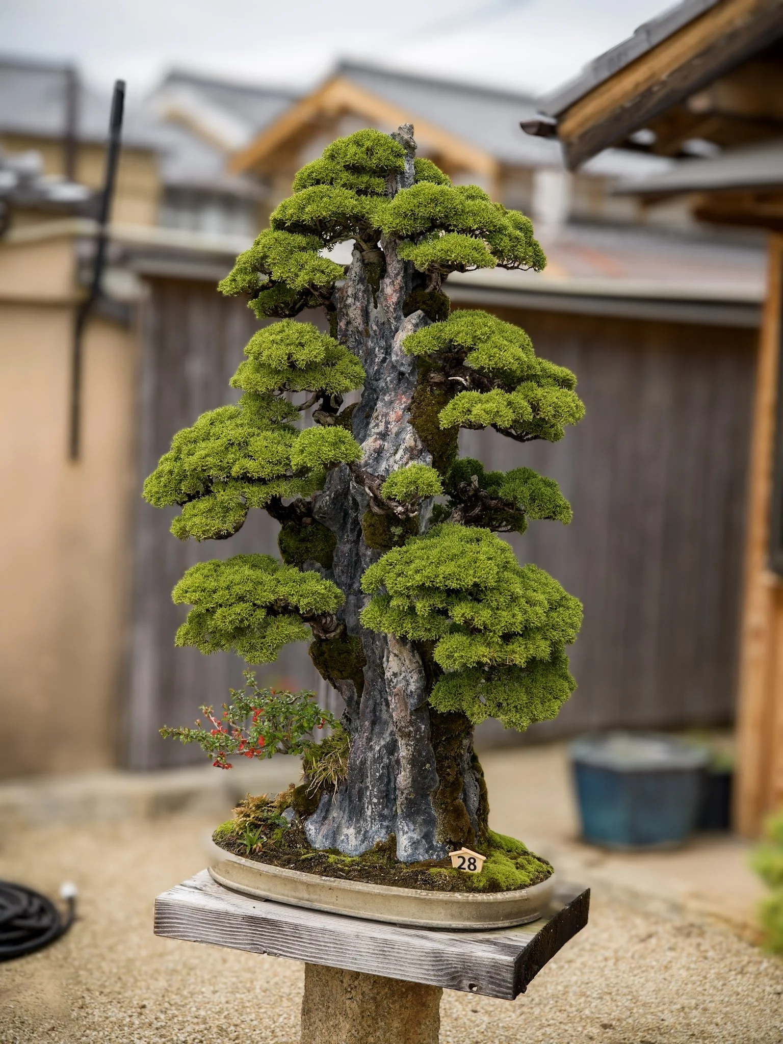jp-01638250833d.jpg