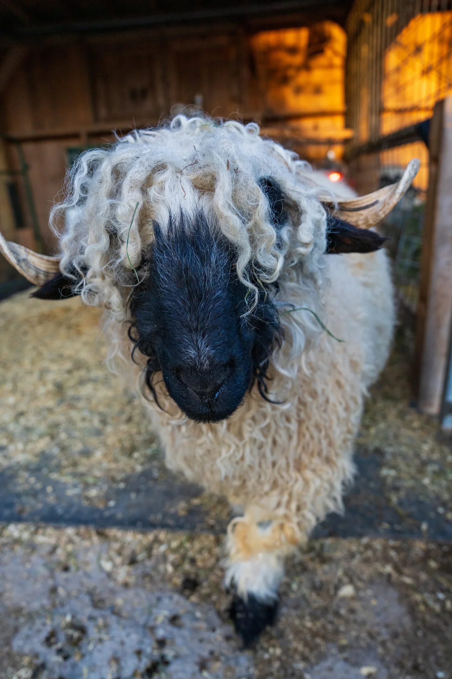 Sheep
