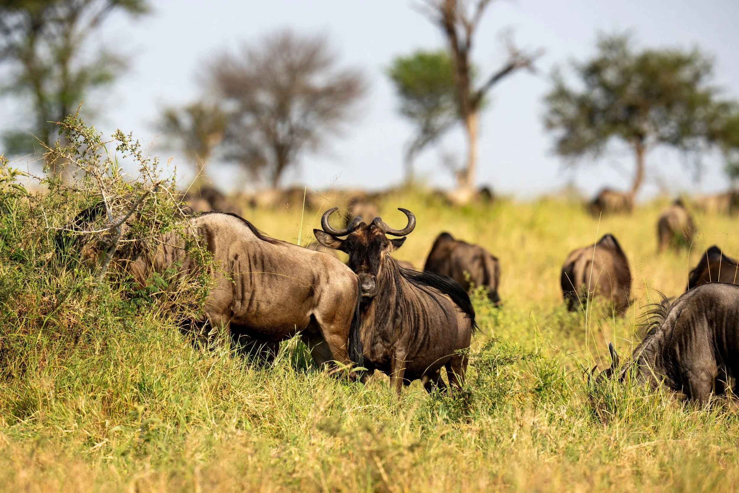 Wildebeest under scattered trees, Serengeti