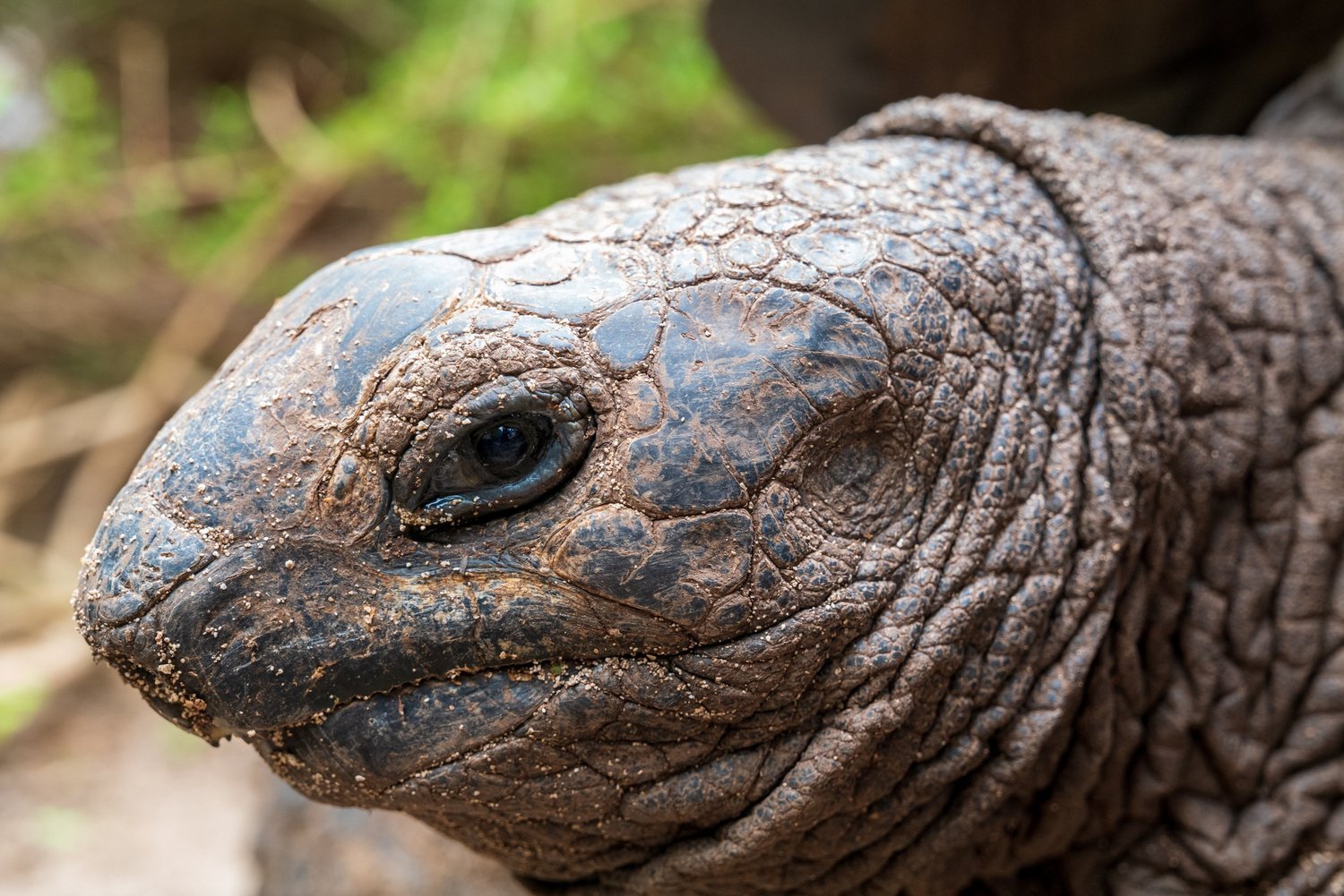 Tortoises