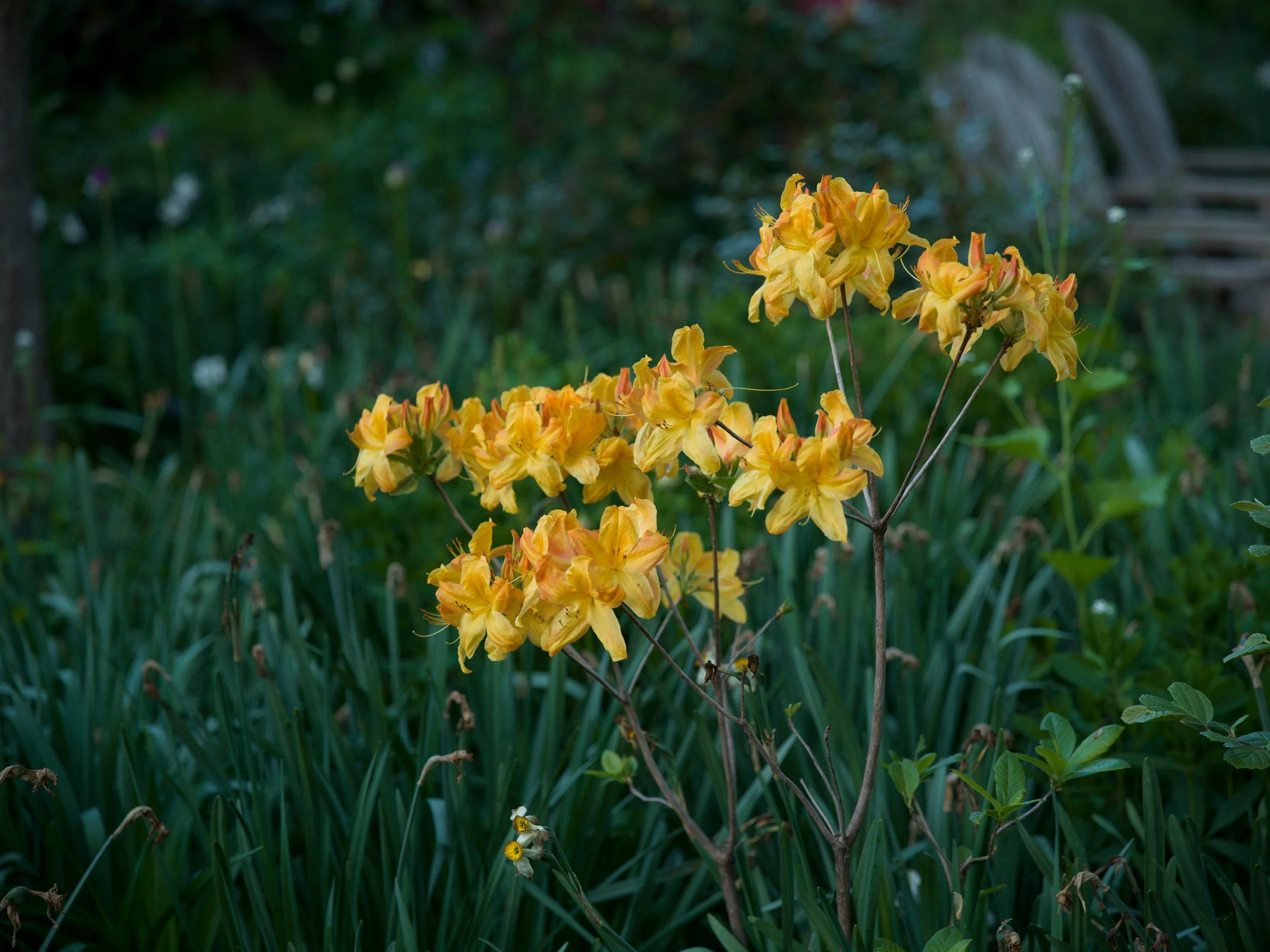Orange azaleas among tall grasses