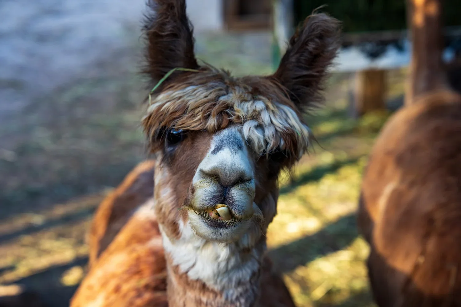 Alpacas
