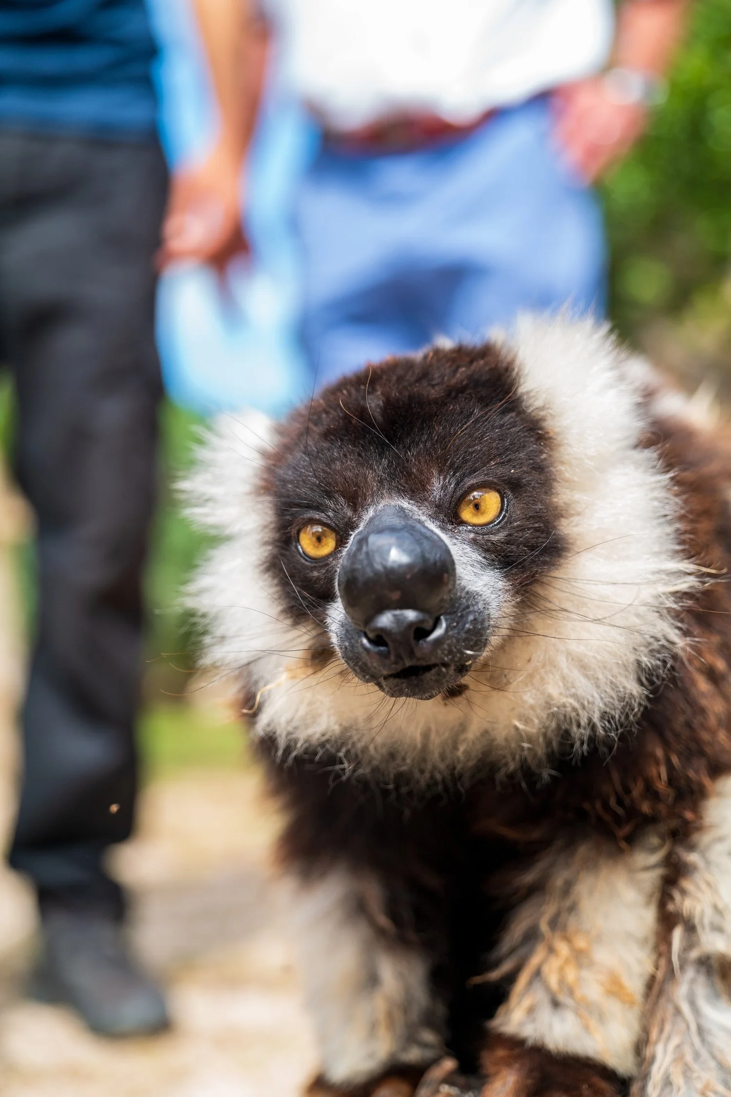 Lemurs