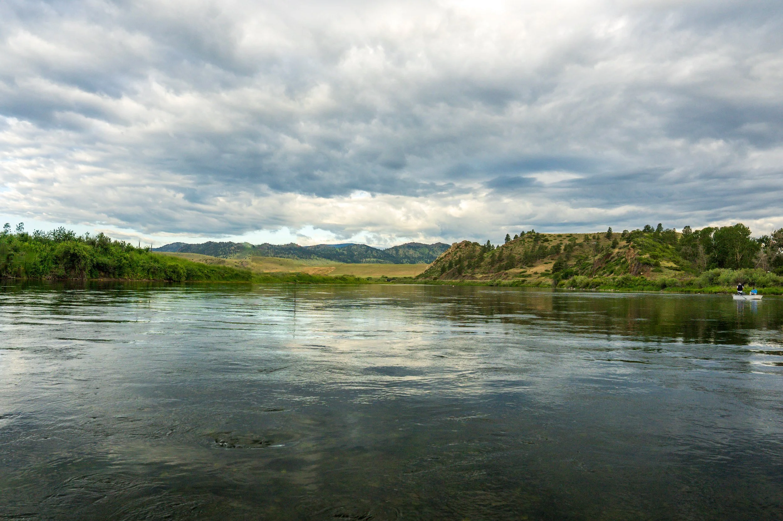 Cottonwoods along a calm river, Montana