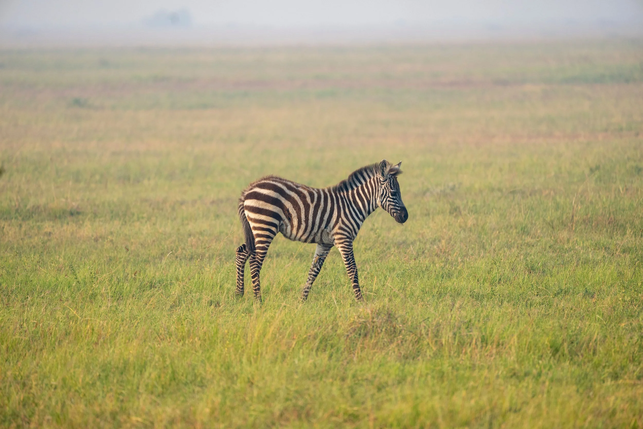 Lone zebra on the plain, Serengeti