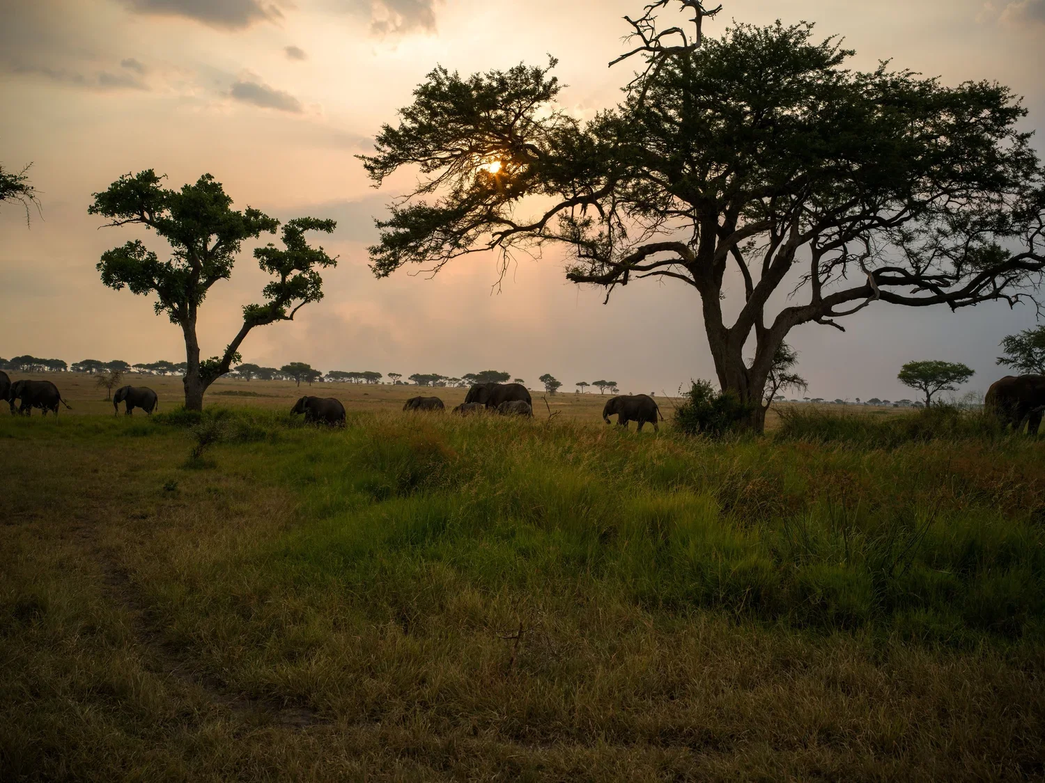 Safari Life