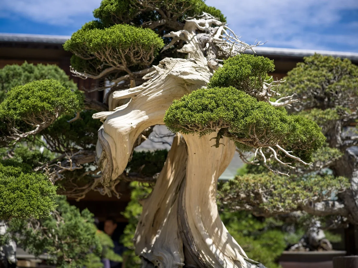 Bonsai