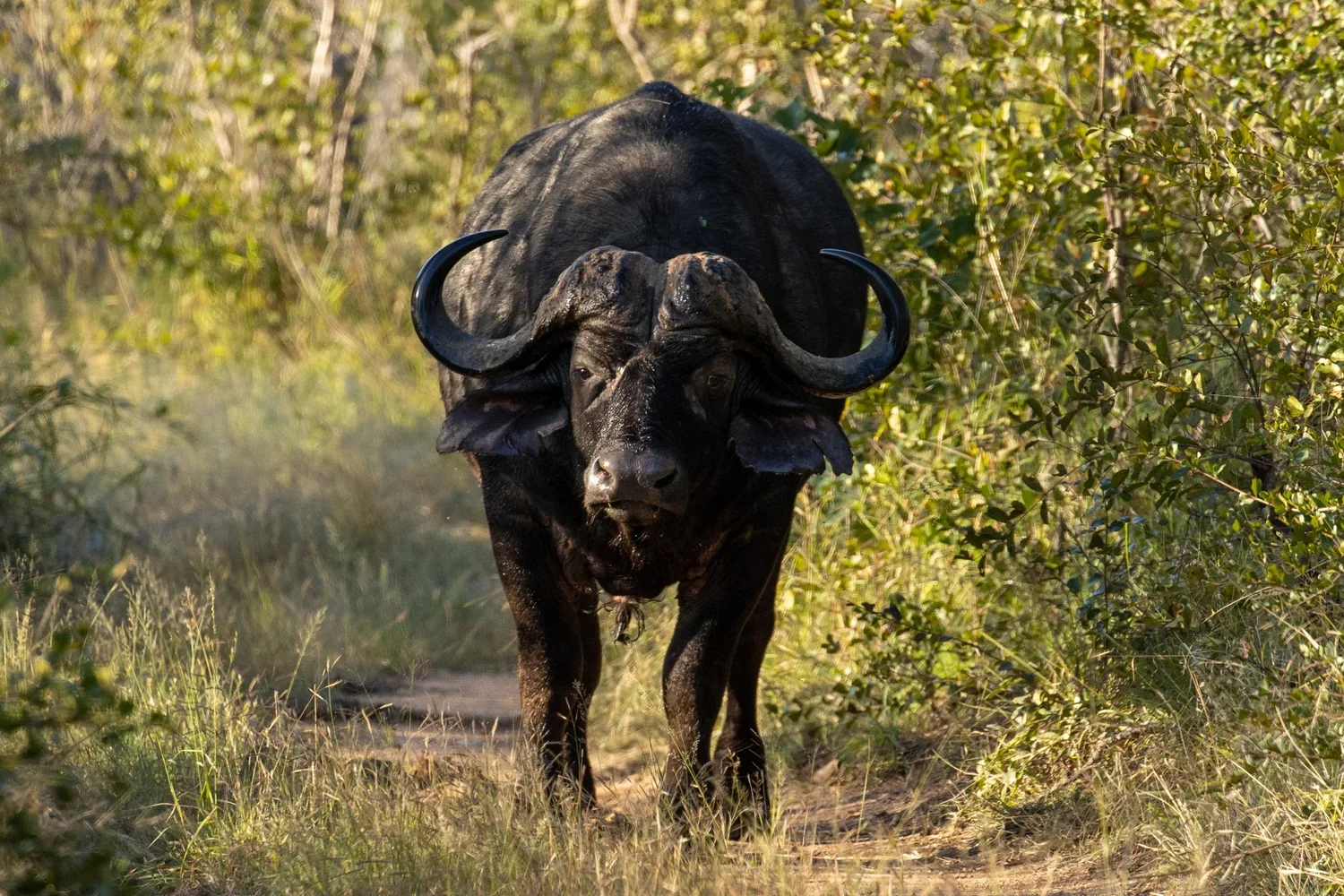 Buffalo