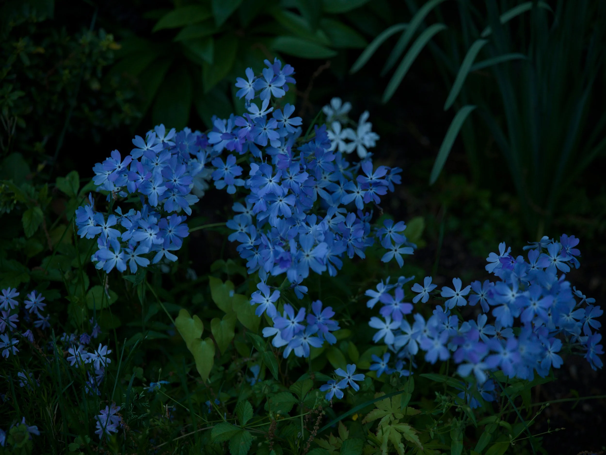 Blue forget-me-nots in shade
