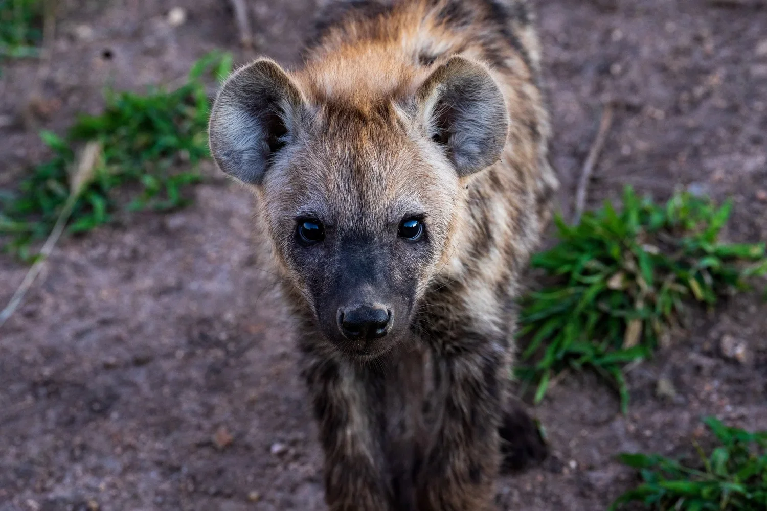 Hyenas