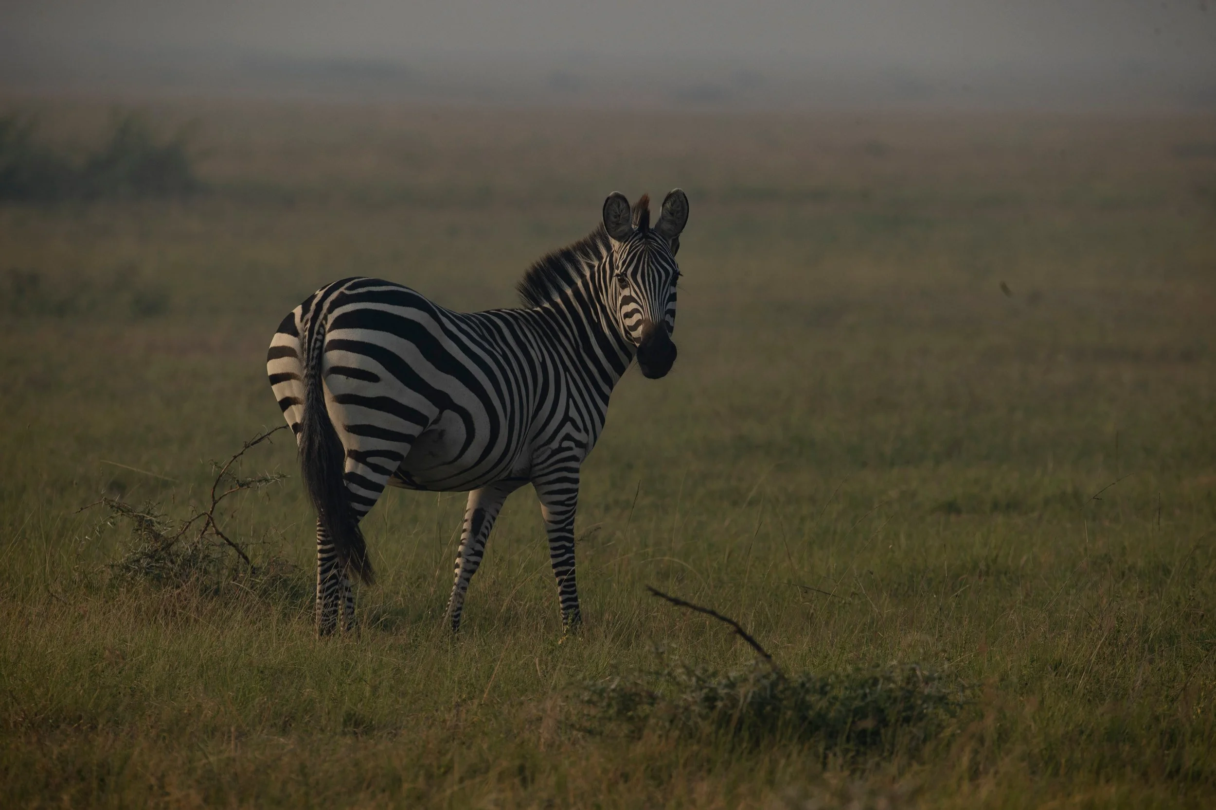 Zebra alone in the haze, Serengeti