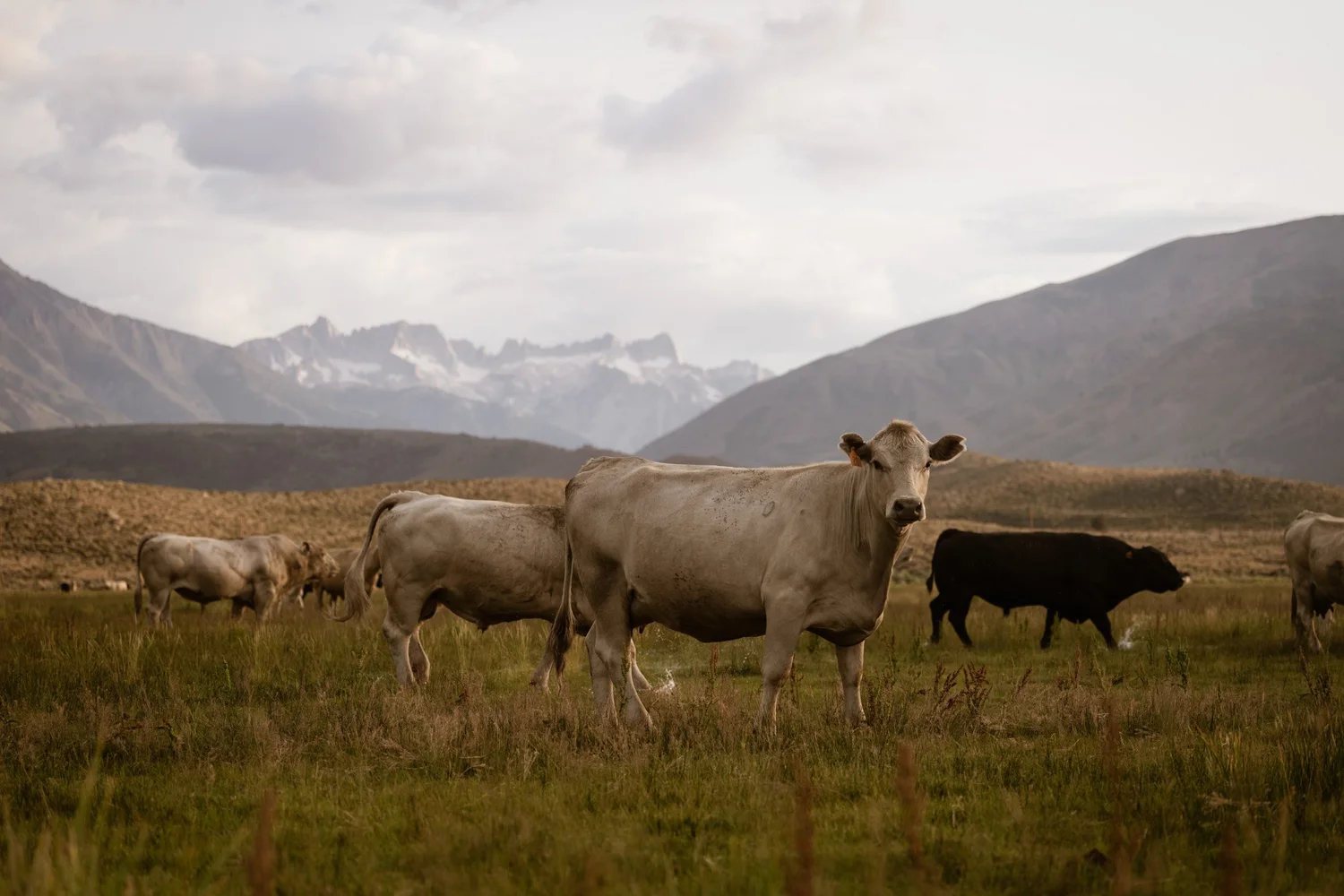 Spring Catle Ranches Spring Cattle Work — Hunewill