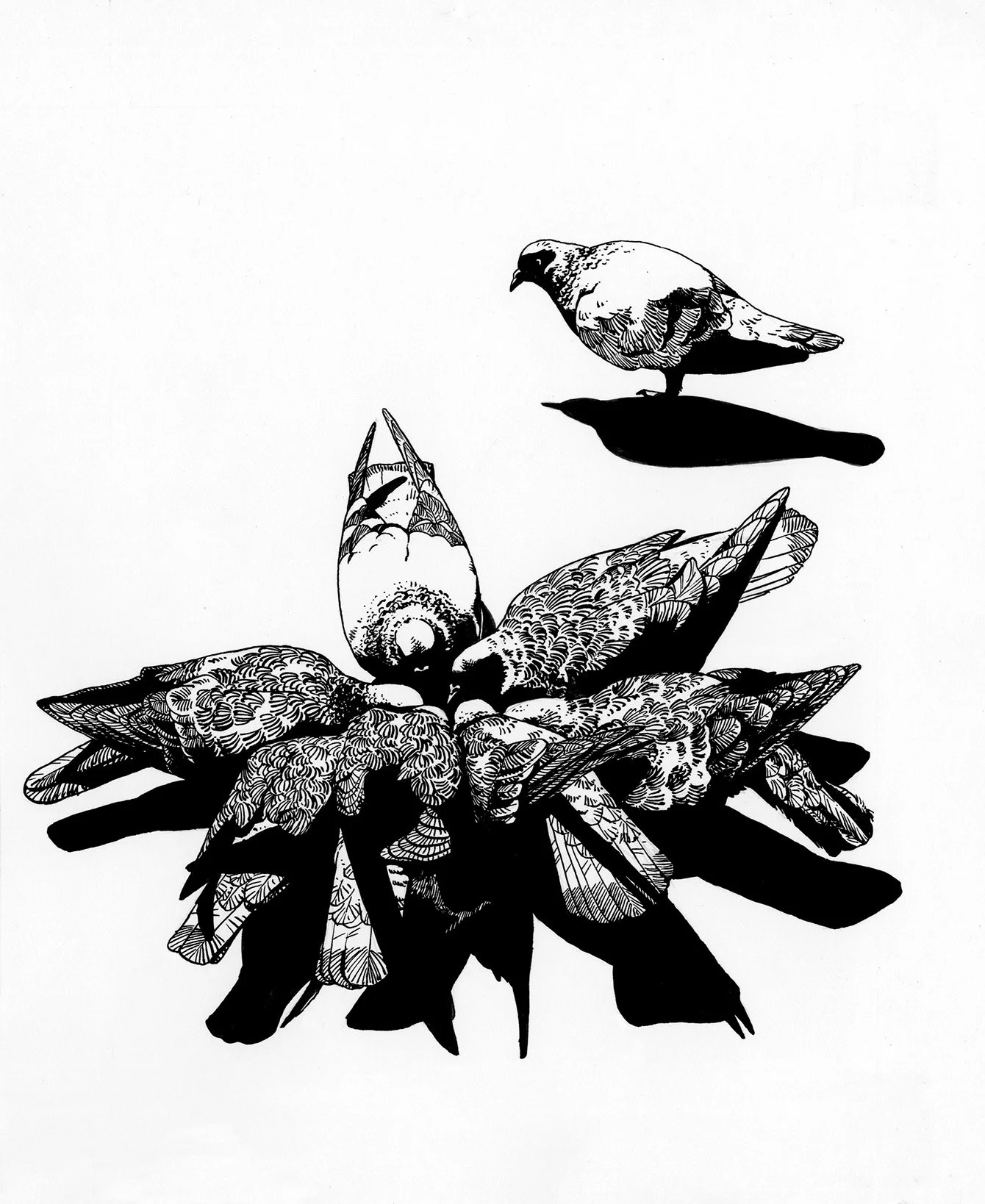 pigeons_cleanedupSMALL.jpg