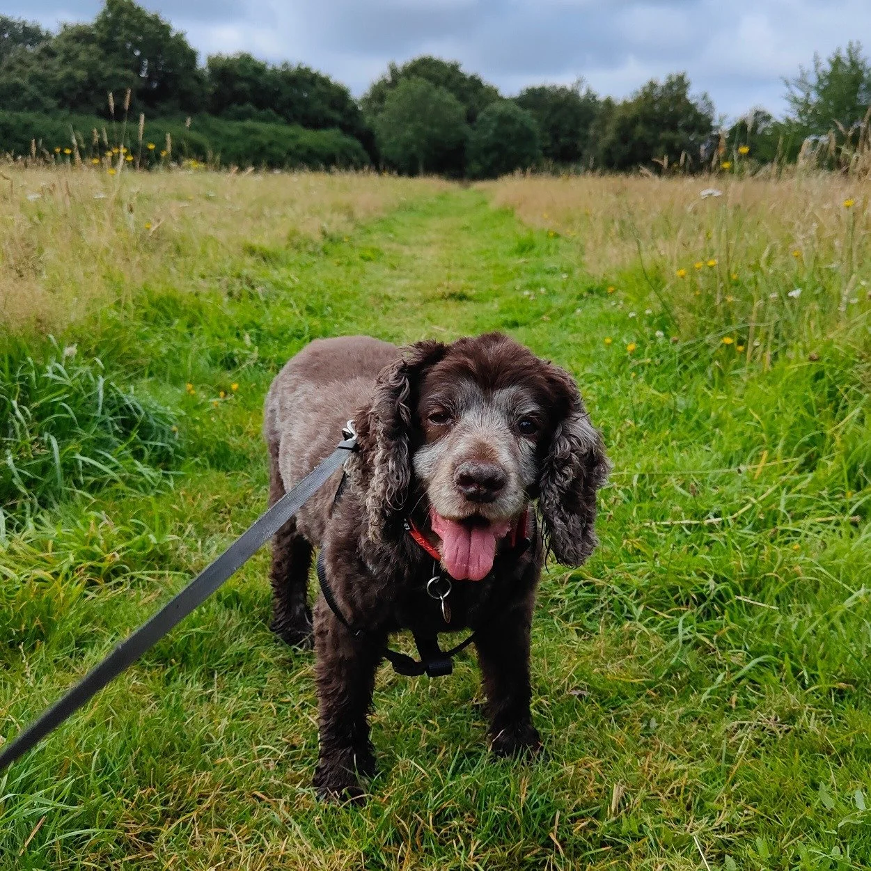 A brown and gray Cocker Spaniel puppy standing on a grassy path in a field with tall grass and yellow flowers, with trees and a cloudy sky in the background in Moordown