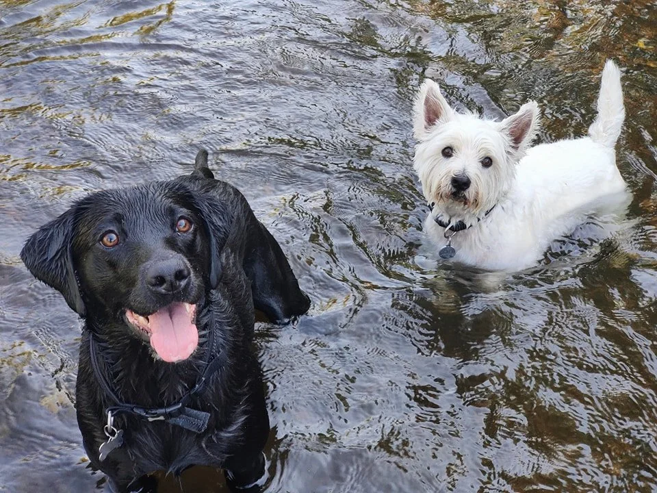 Two dogs in a shallow stream, a black Labrador retriever on the left with its tongue out and a white terrier mix on the right with pointed ears and a black collar.