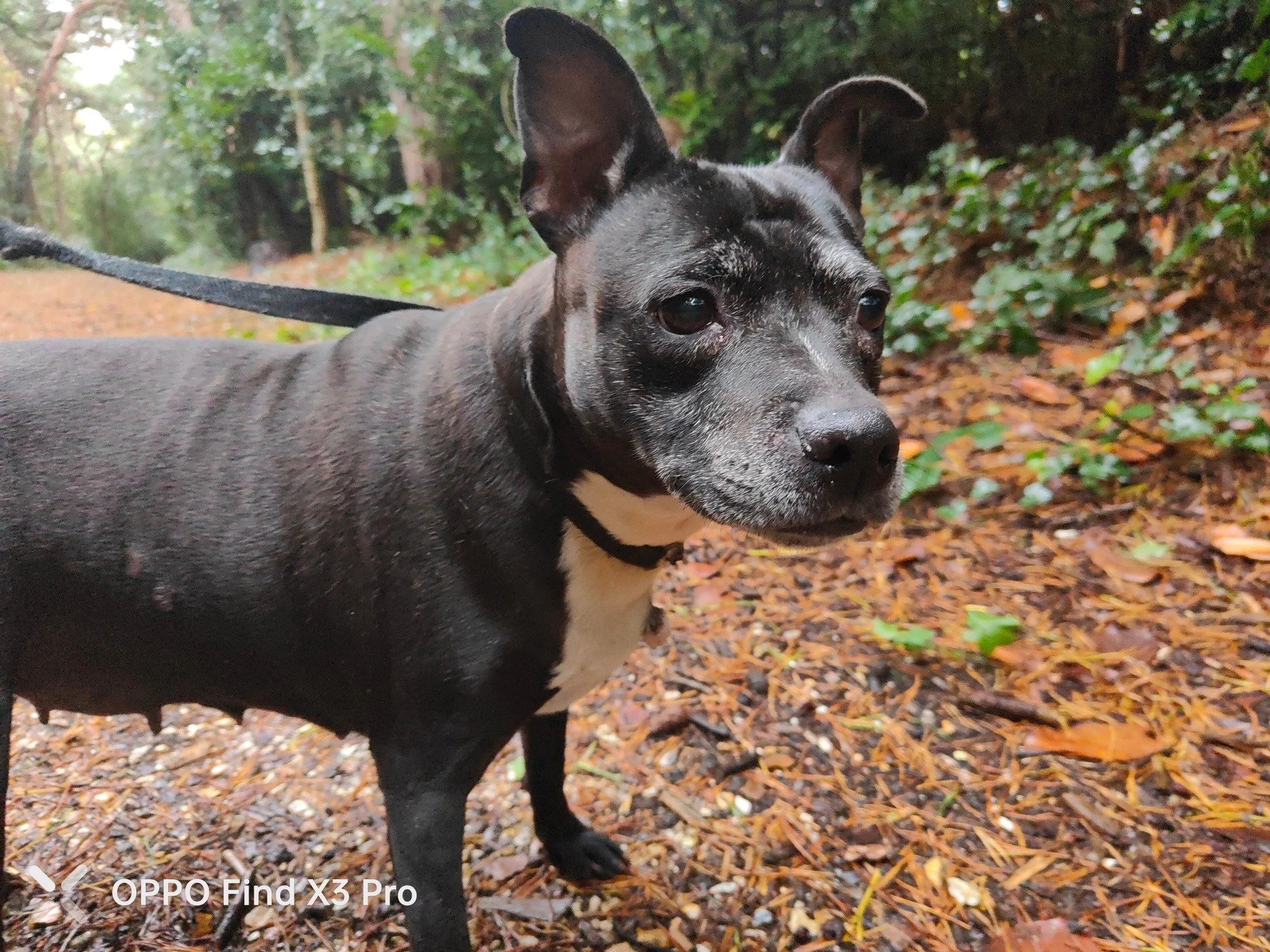 A black and white dog, possibly a small terrier, standing on a leaf-covered forest path with greenery in the background. At Meyrick Park Bournemouth
