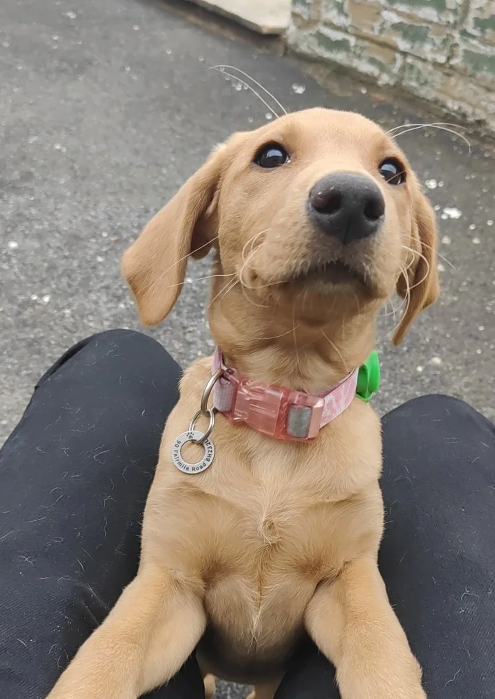 Close-up of a cute tan puppy with a pink collar sitting on someone's lap outside, looking up.