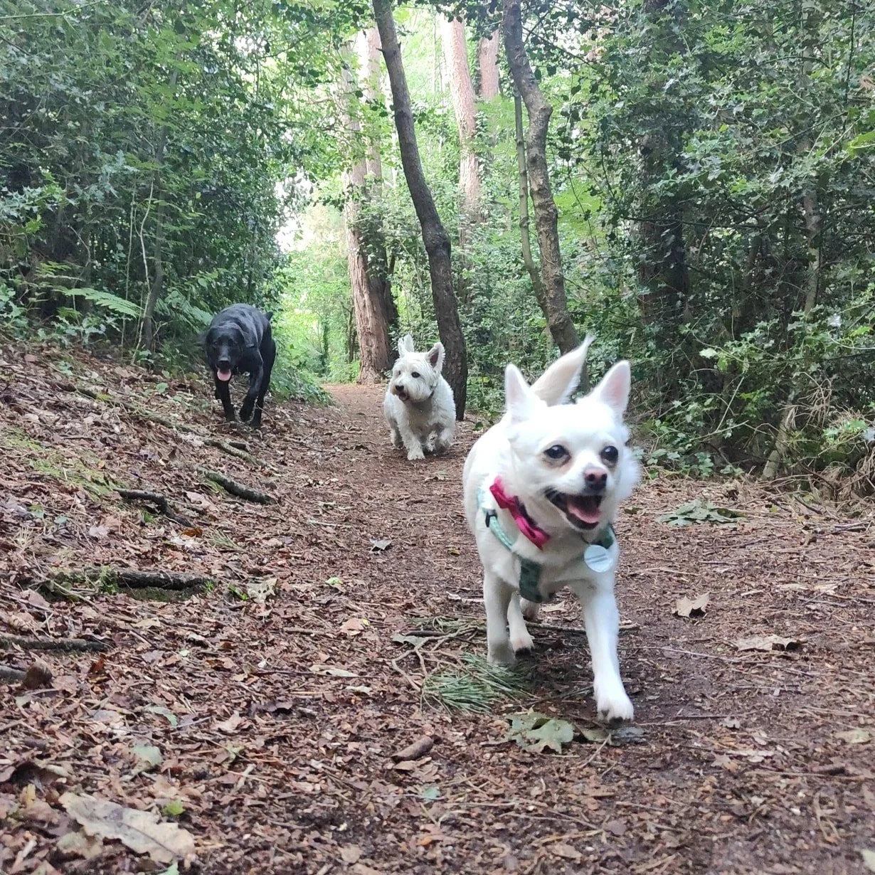 Three dogs walking on a forest trail surrounded by trees and green foliage. In Charminster Bournemouth