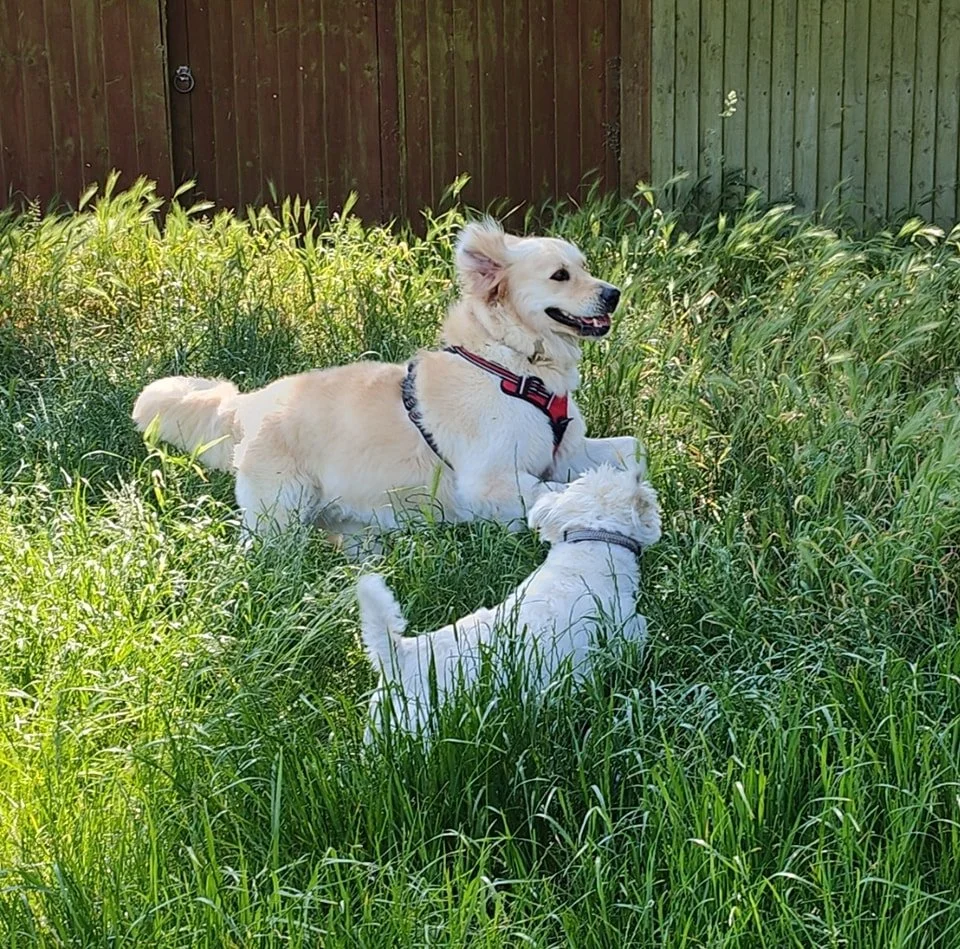 A larger light-colored dog and a smaller white dog playing in tall green grass near a wooden fence on a walk at Redhill Park