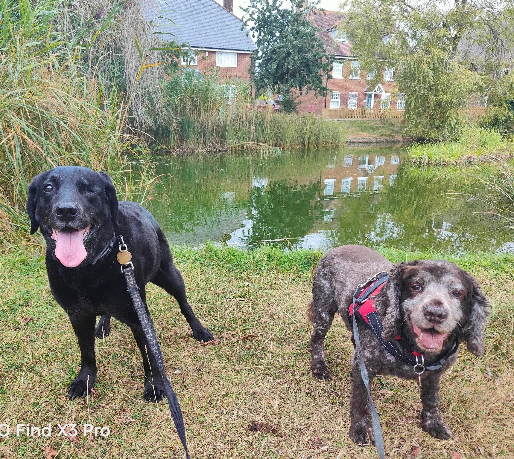 Two dogs, one black with tongue out and one brown and white with tongue out, are standing on grass near a pond with houses and trees in the background.