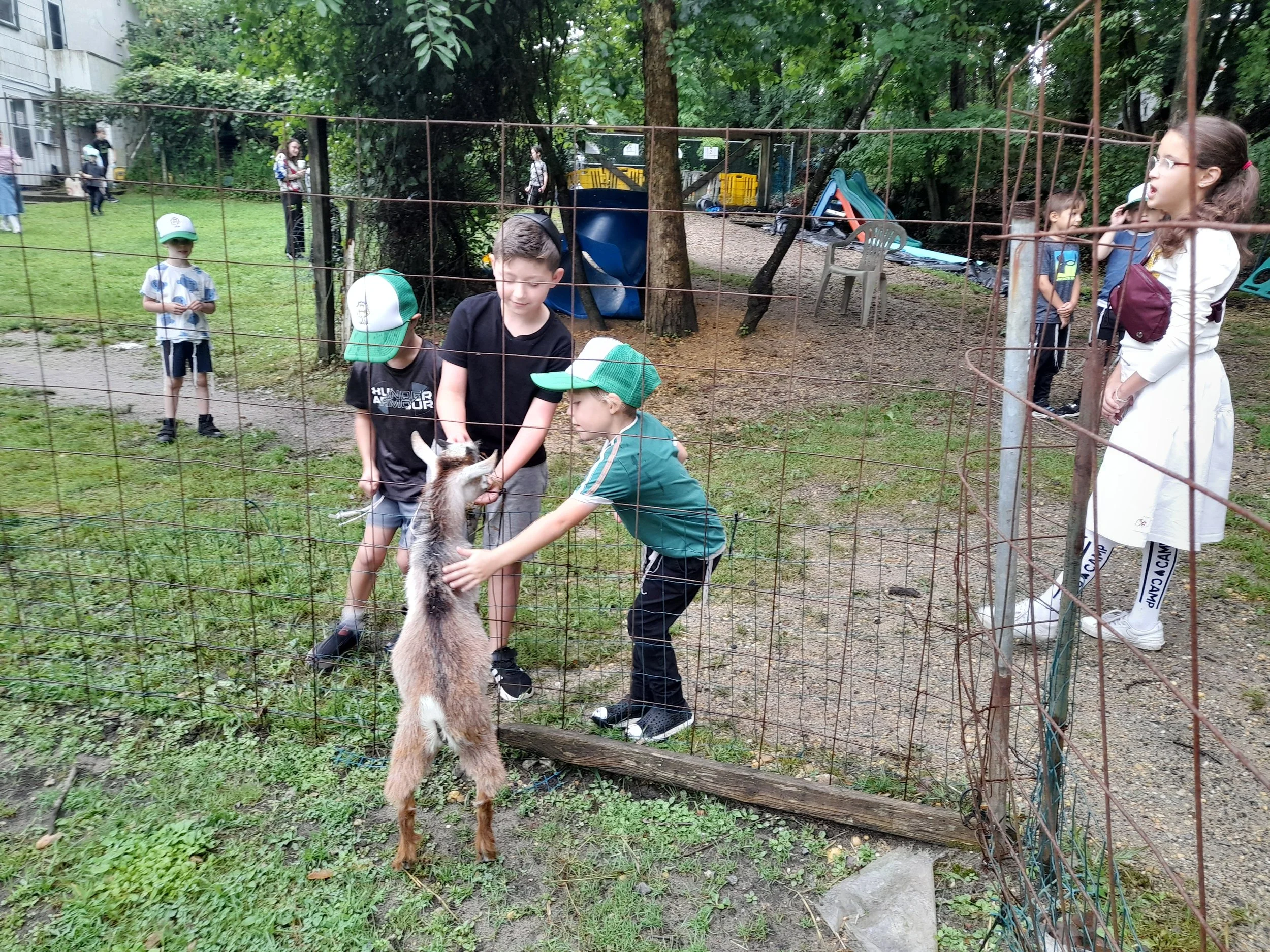 Children petting a goat through a wire fence in a playground setting, with greenery and play equipment visible in the background.