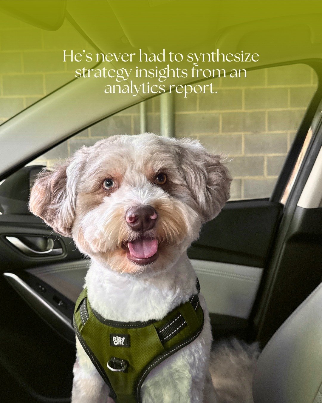 ...and you don't have to either 😉. Partner with us as your creative team to be like Chico, Gumdrop and Rex. 

👋🏼 Comment CONNECT and we'll send you our full Services &amp; Price List.

📍 New here? @camillemaede is a boutique brand &amp; marketing